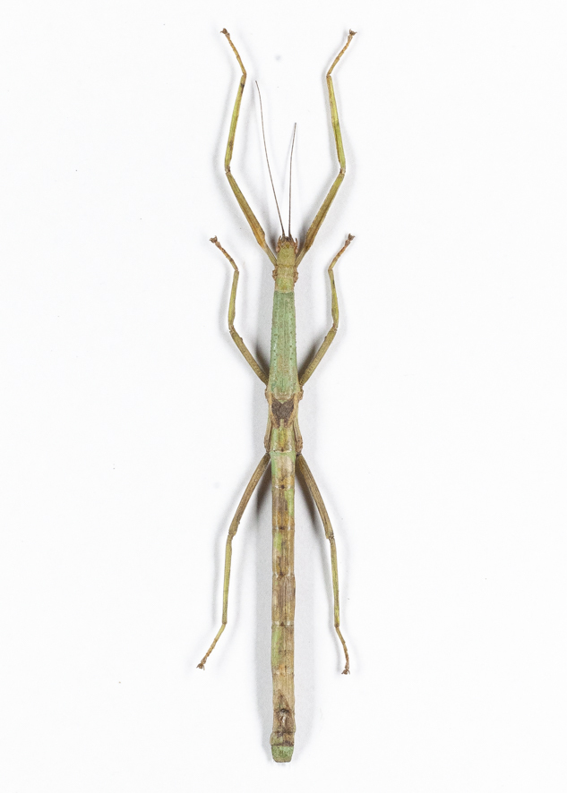 2026年最新】Yahoo!オークション -ナナフシ(虫類)の中古品・新品・未