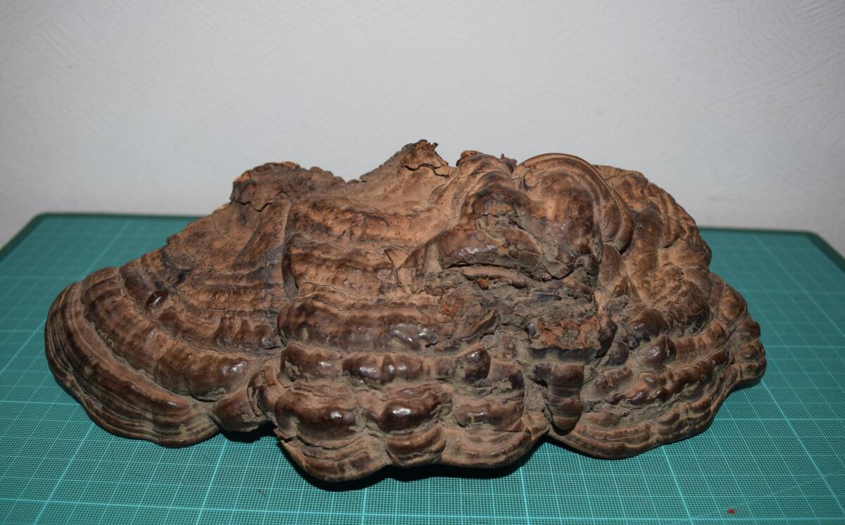 2026年最新】Yahoo!オークション -サルノコシカケの中古品・新品・未