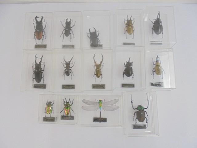 Yahoo!オークション -「デアゴスティーニ 世界の昆虫」の落札相場