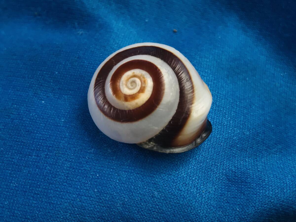 Yahoo!オークション -「カタツムリ マイマイ」(その他) (科学、自然)の