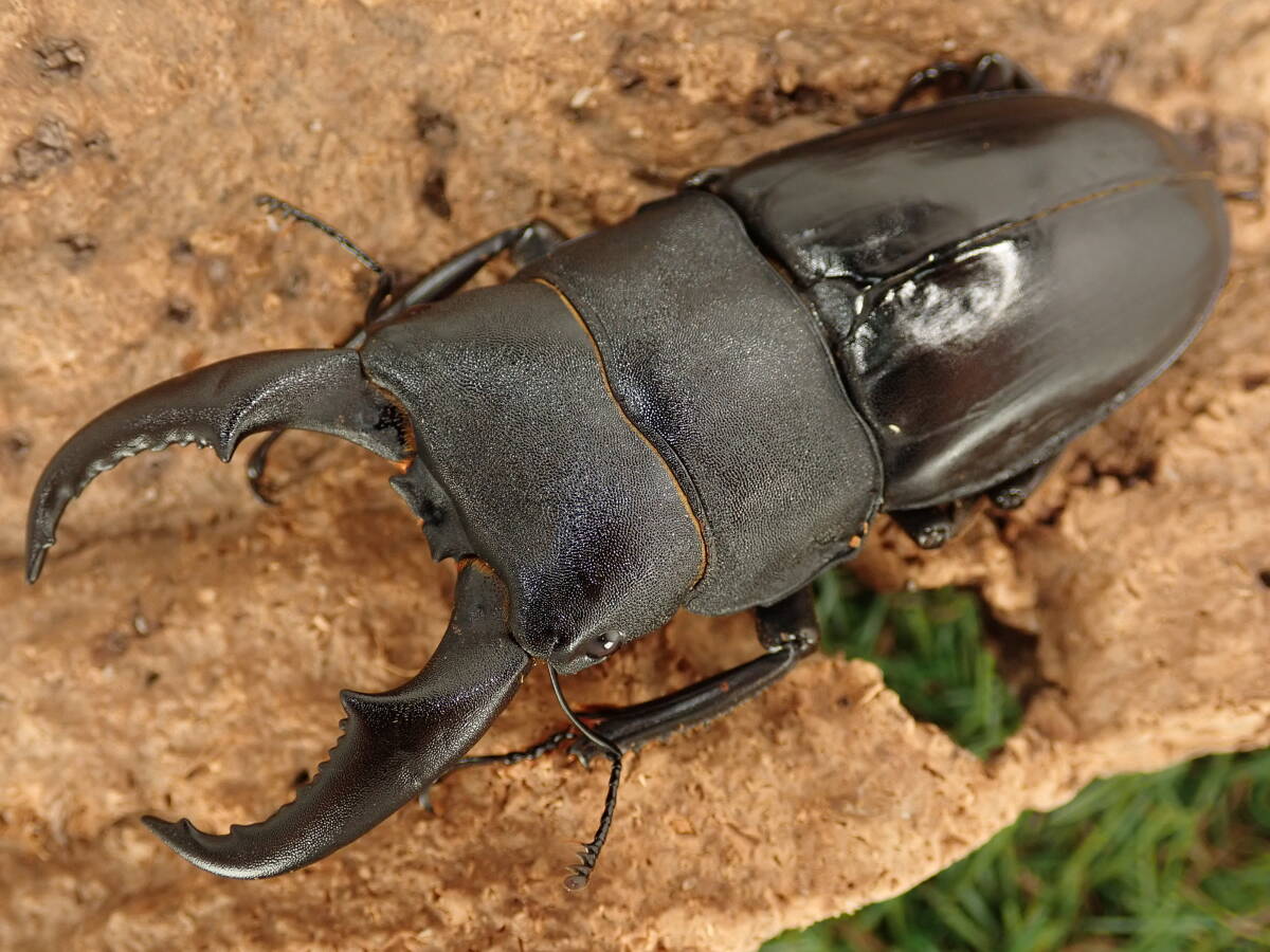 Yahoo!オークション -「オキナワヒラタ」の落札相場・落札価格