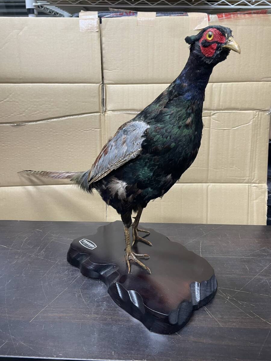 Yahoo!オークション -「キジ 剥製」の落札相場・落札価格