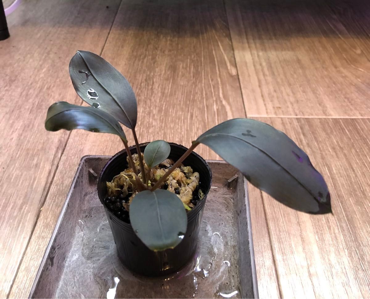 陰性水草の王様的存在ブセファランドラ Black ghost｜Yahoo!フリマ（旧