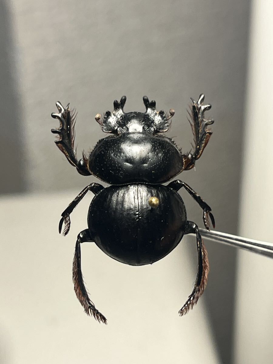 2026年最新】Yahoo!オークション -タマオシコガネの中古品・新品・未