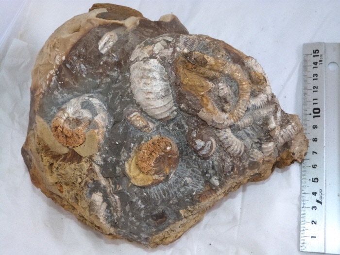 Yahoo!オークション -「異常巻きアンモナイト」の落札相場・落札価格