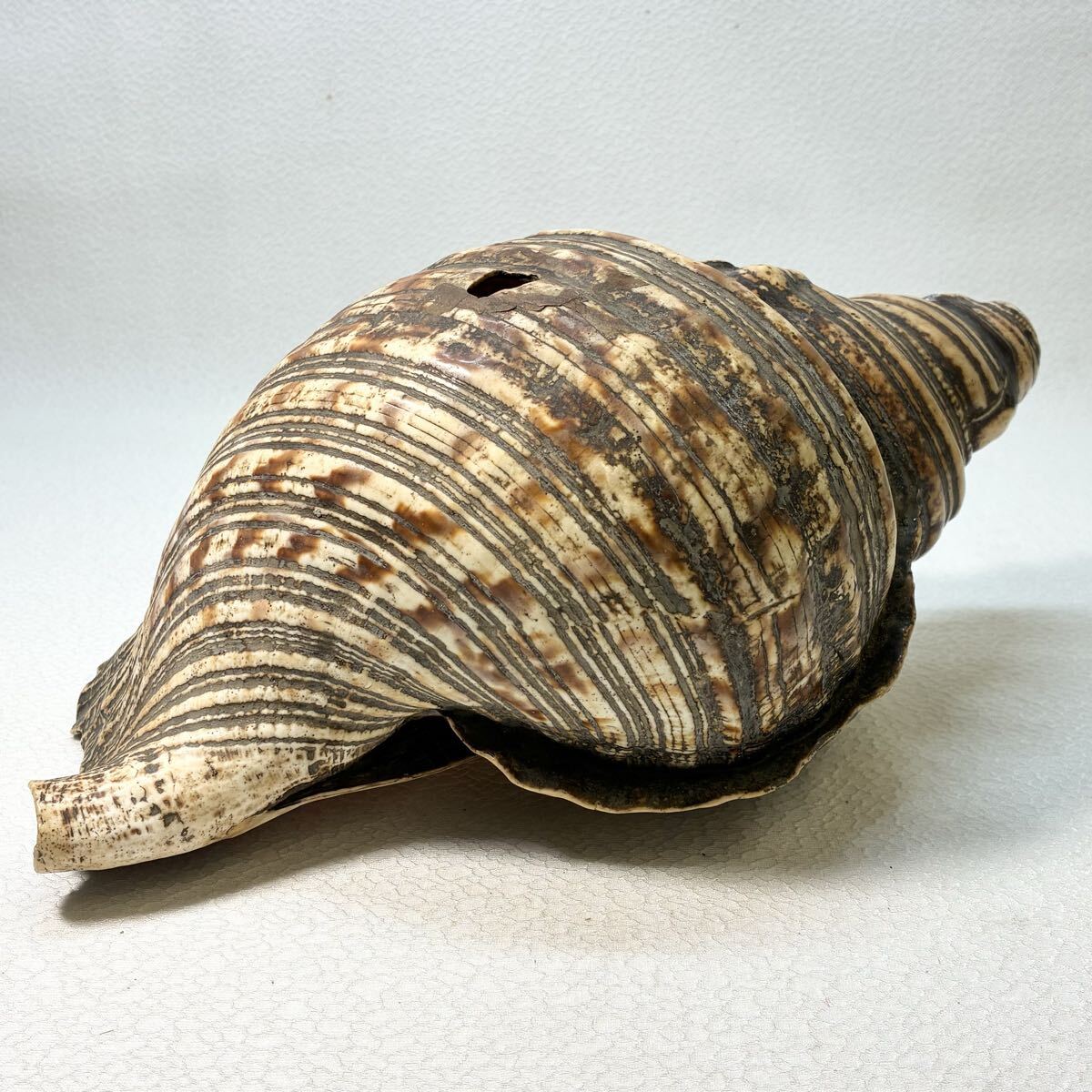 2026年最新】Yahoo!オークション -法螺貝(アンティーク、コレクション