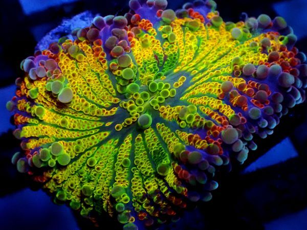 Yahoo!オークション -「レインボーコーラル」の落札相場・落札価格