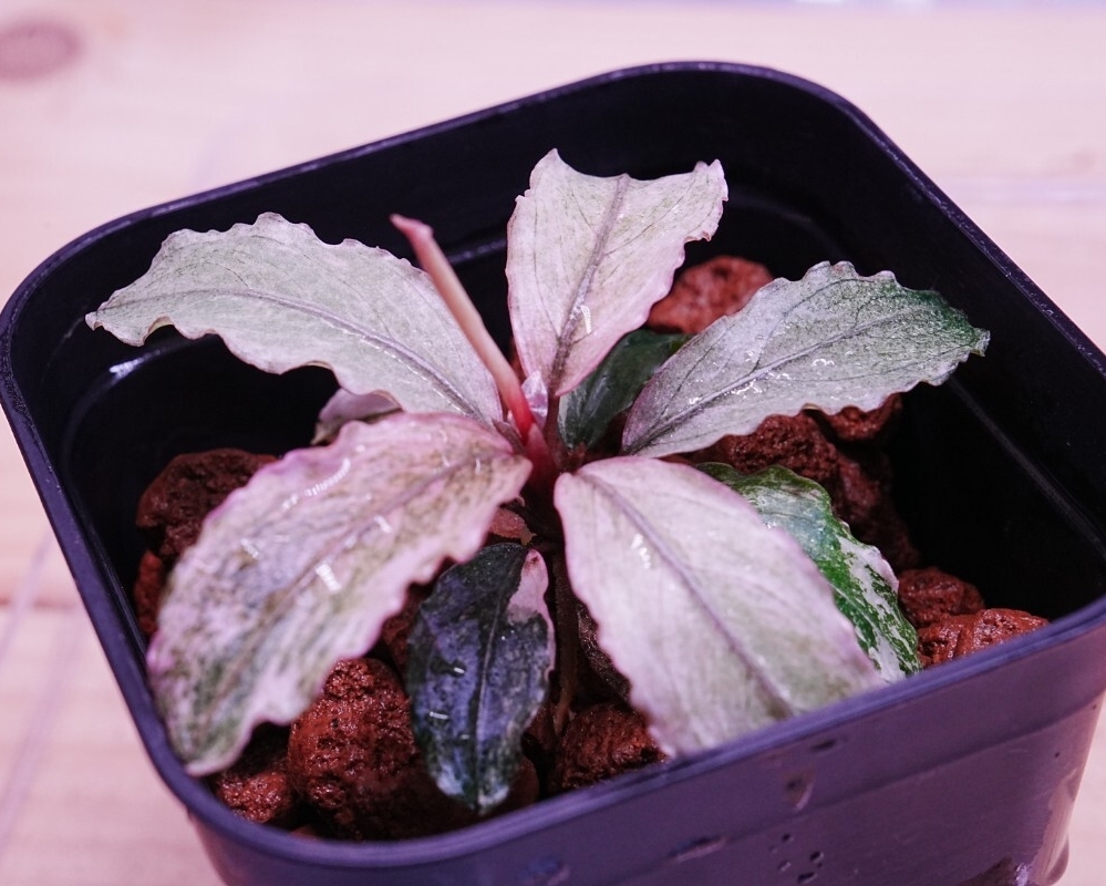 Yahoo!オークション -「バリエガータ」(その他) (水草)の落札相場