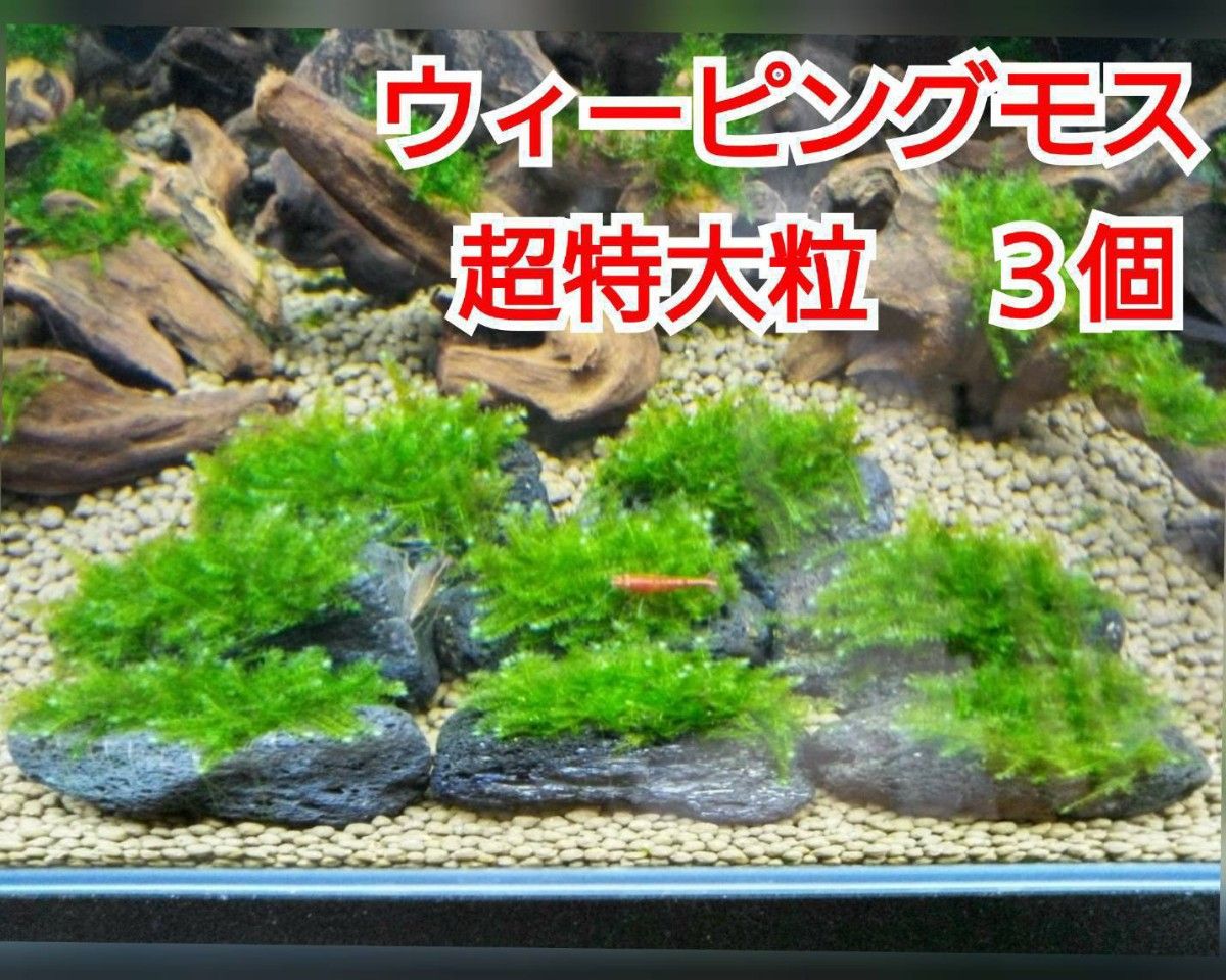 MSS-4290「特選」青龍石レイアウトセット 龍王石 竜王石 アクアリウム