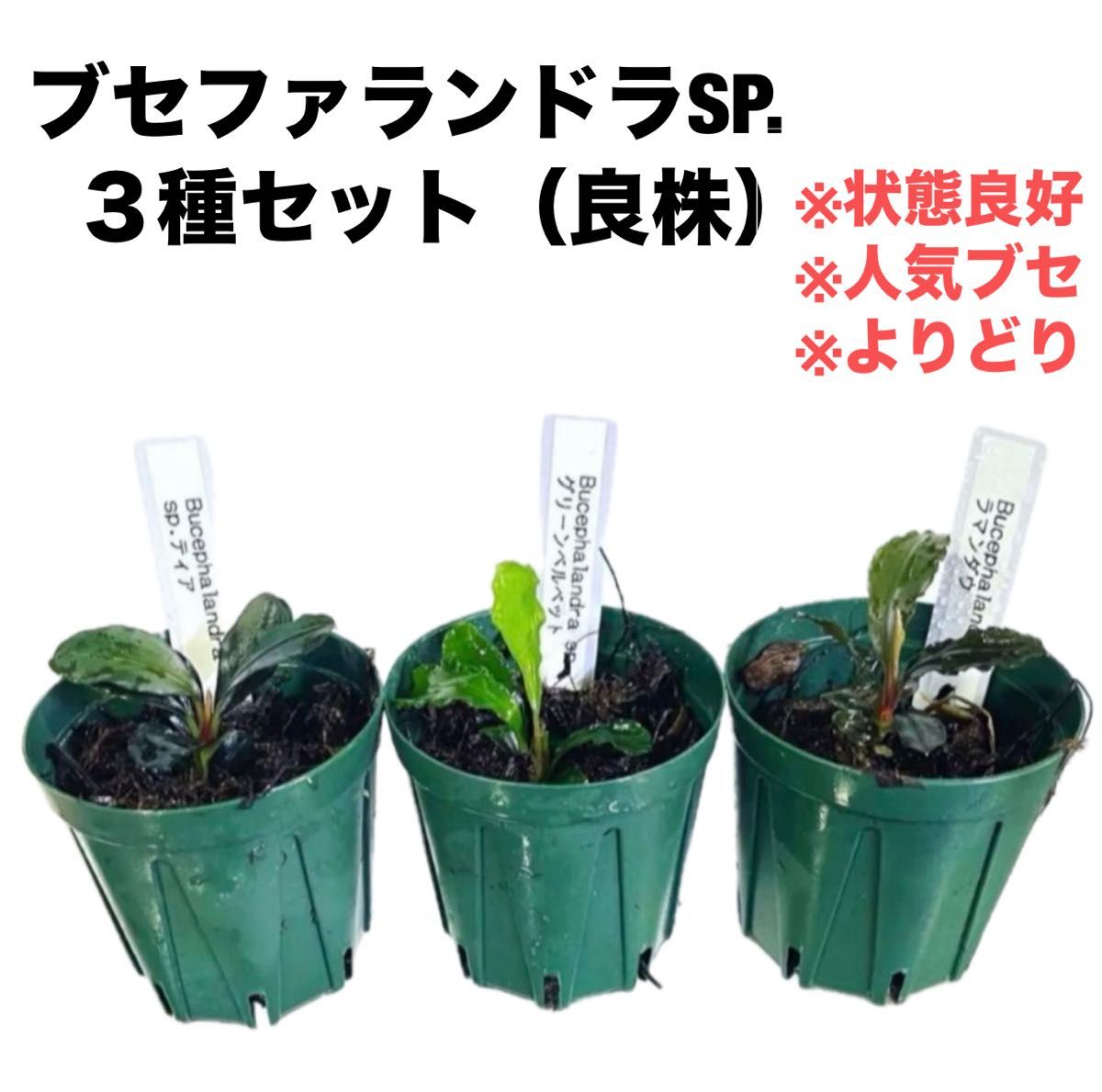 特 ブセファランドラSP よりどり3セット（良株） #ブセさかな屋