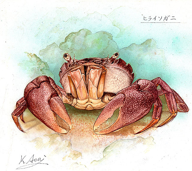 生物細密画（水彩）「ヤシガニ」 生物細密画（水彩）「ヤシガニ