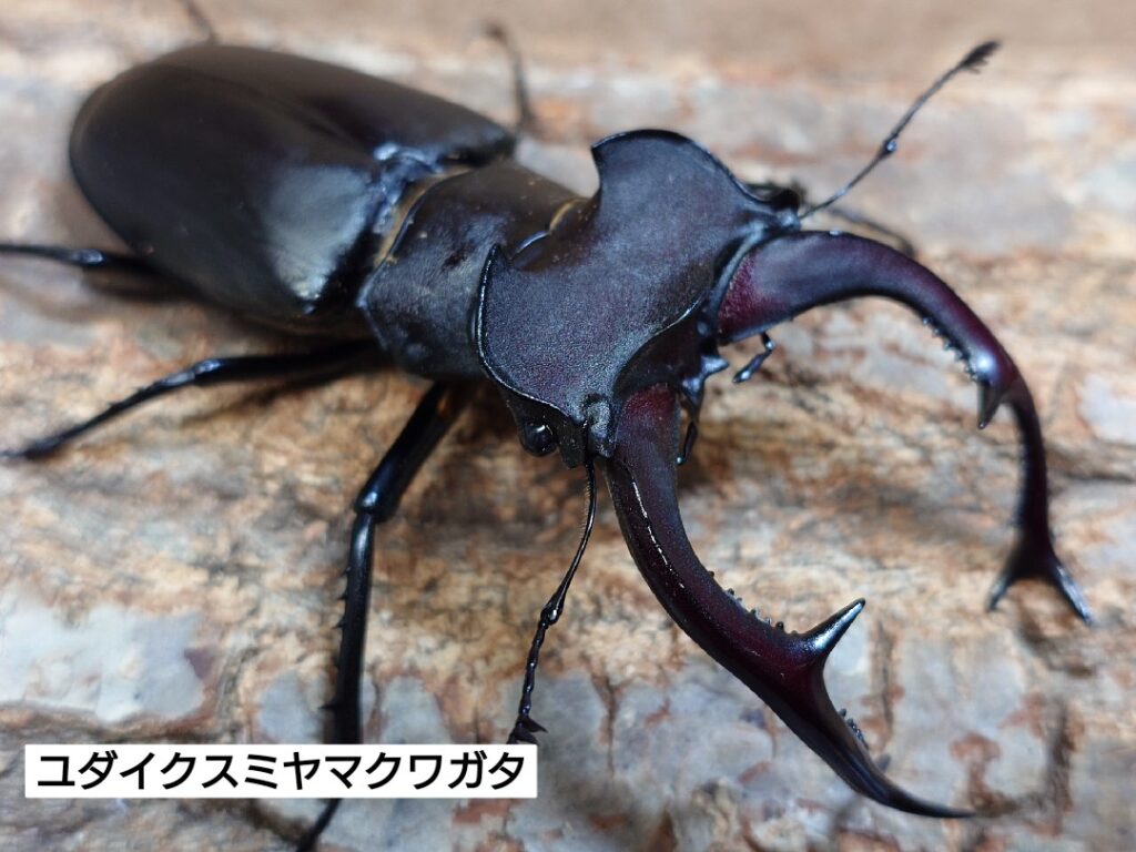 くわかぶプラネット / 【大型】ユダイクスミヤマクワガタペア 【標本