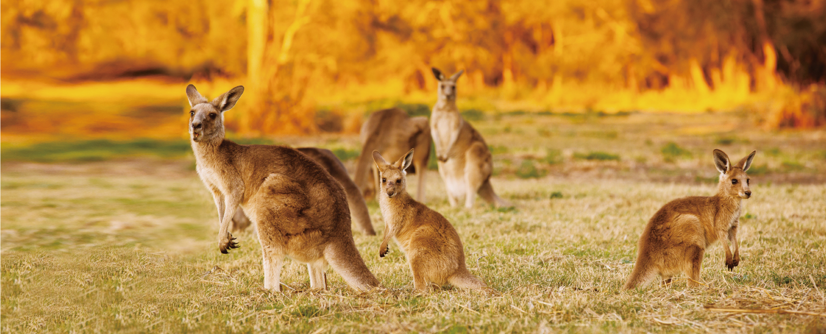 KiaOra DOG カンガルー – BACK TO BASICS®