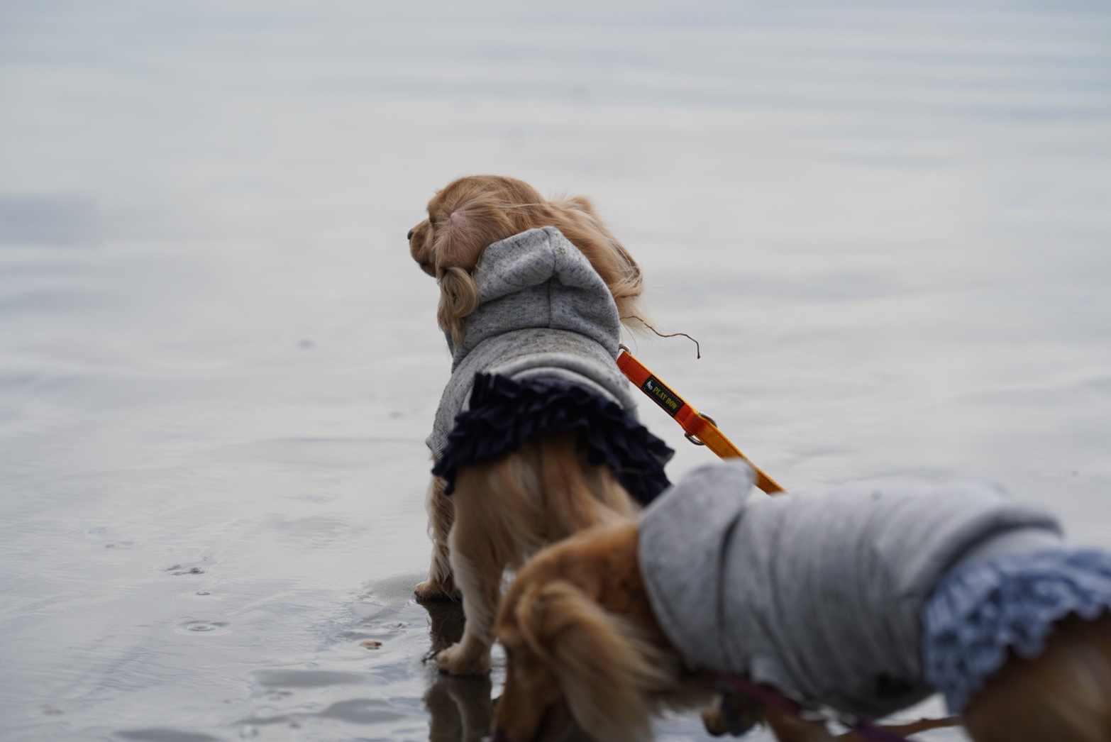 カニンヘンダックスとミニチュアダックス専門のお洋服webショップ