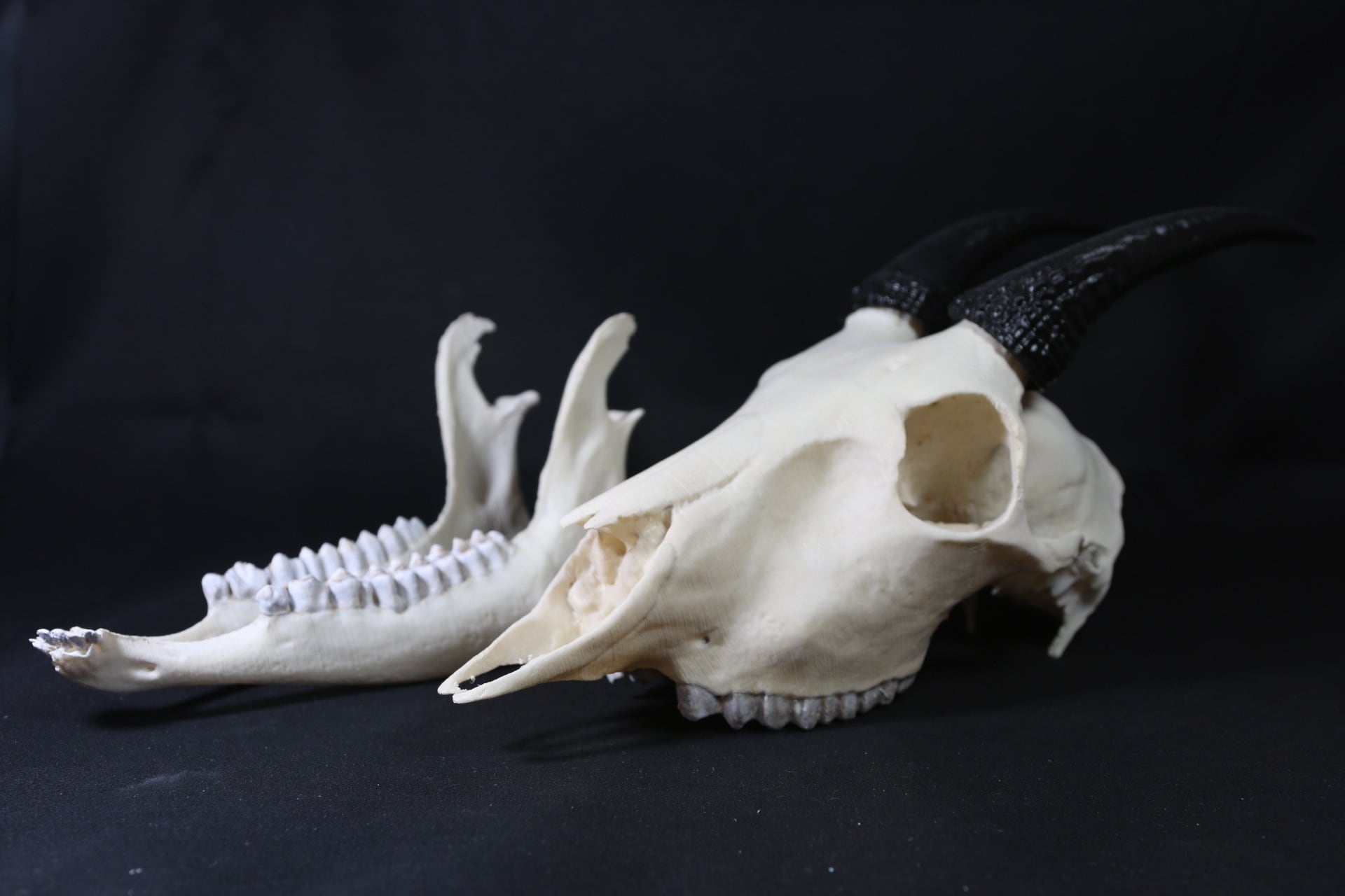 ニホンカモシカ のホーン 原寸大レプリカ | アンフィ合同会社