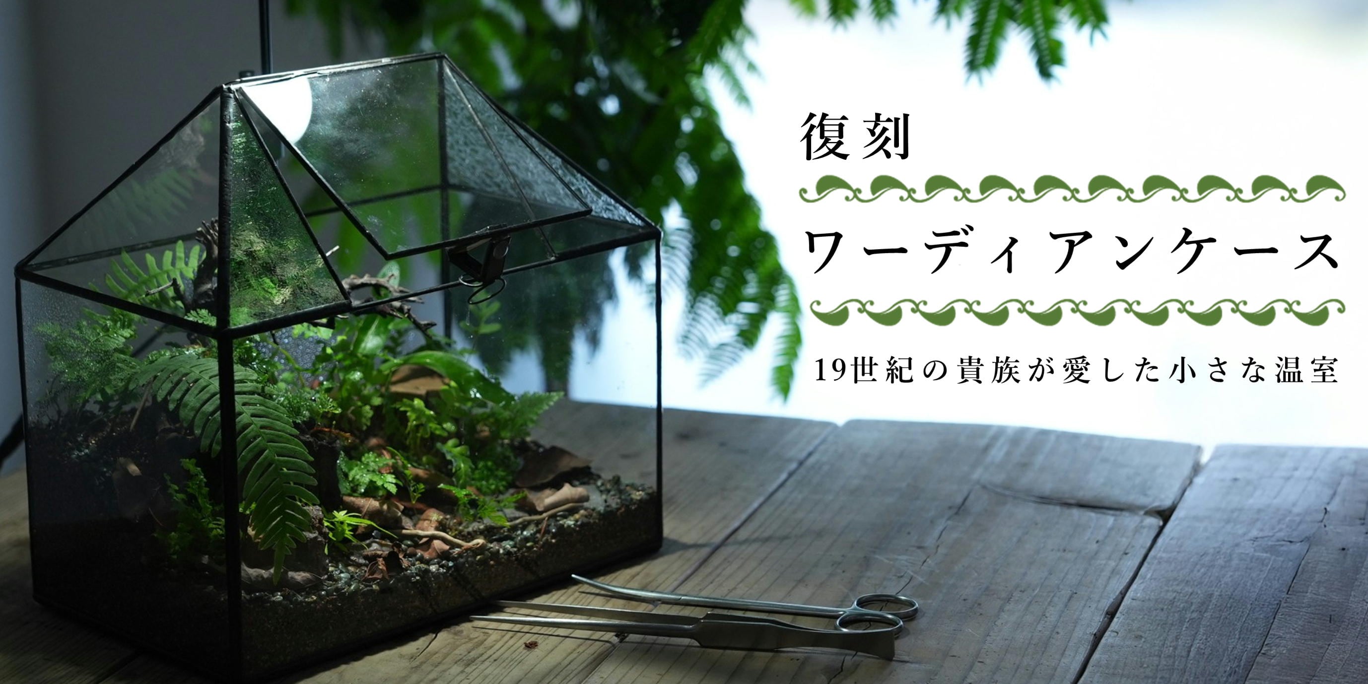 1台限定 ガラスケース300x205x450㎜ 食虫植物・苔・多肉・観葉植物