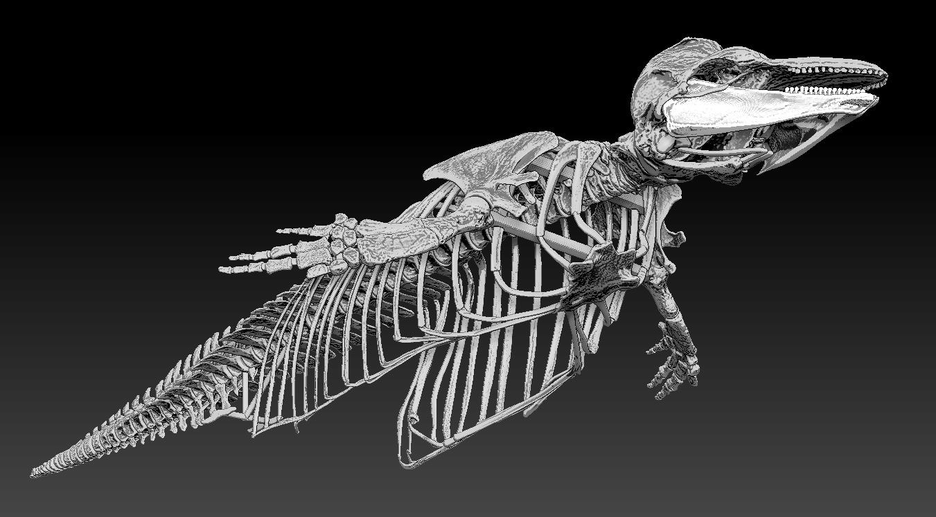 イルカ？骨 骨格 イルカの骨 骨格標本 鯨類 背骨 ミイラ 鯨の骨 クジラ