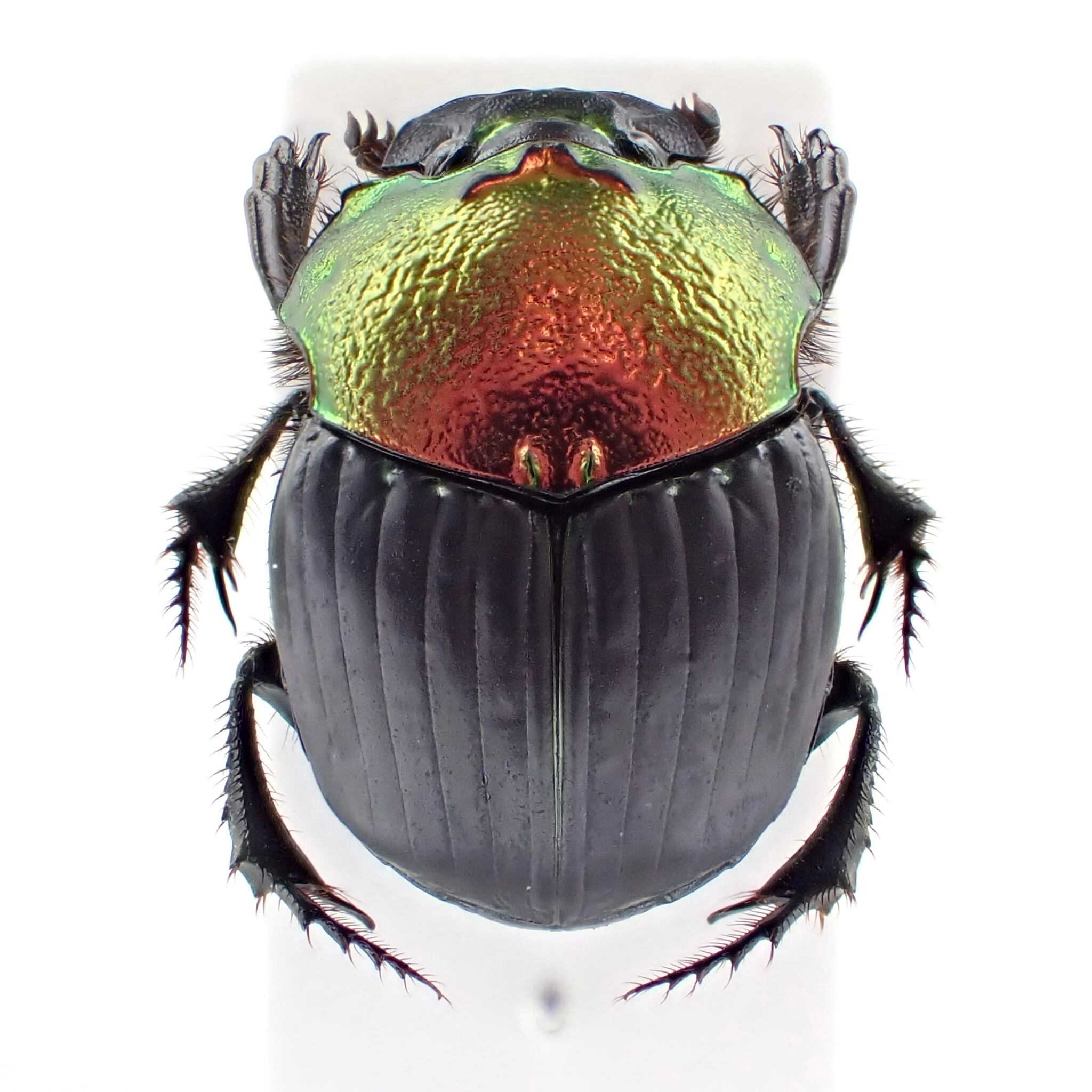 ロシア産水生昆虫32mm33mm