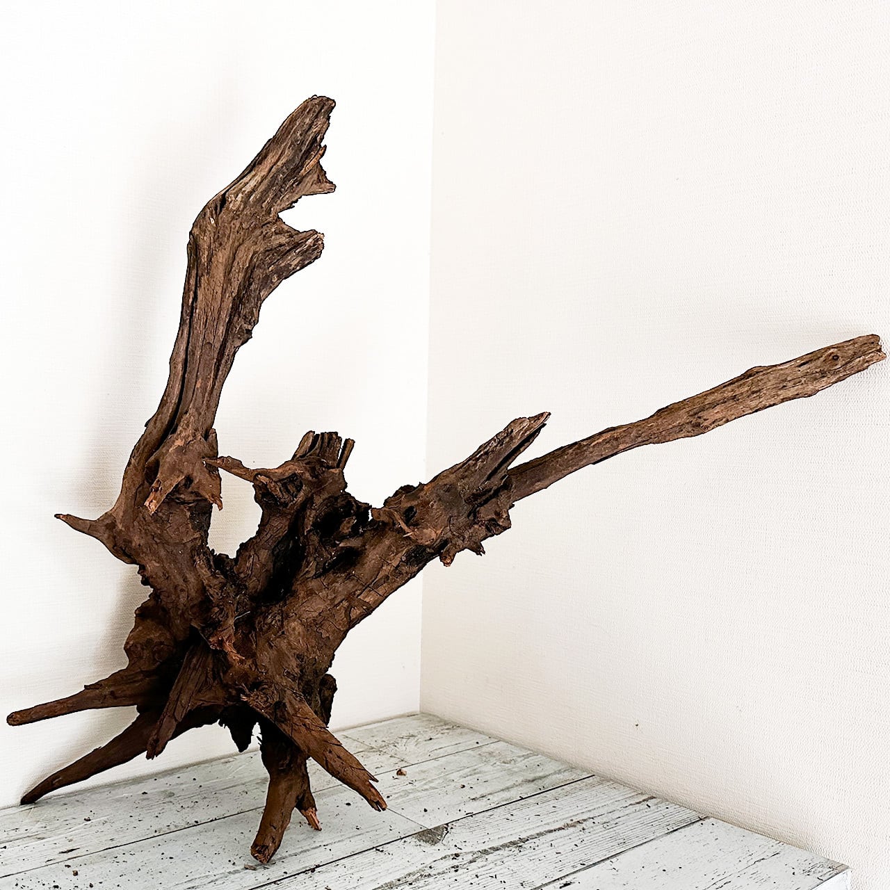 ホーンウッド アクアリウム ADA 流木 特大 根流木 Amazon.co.jp: ADA