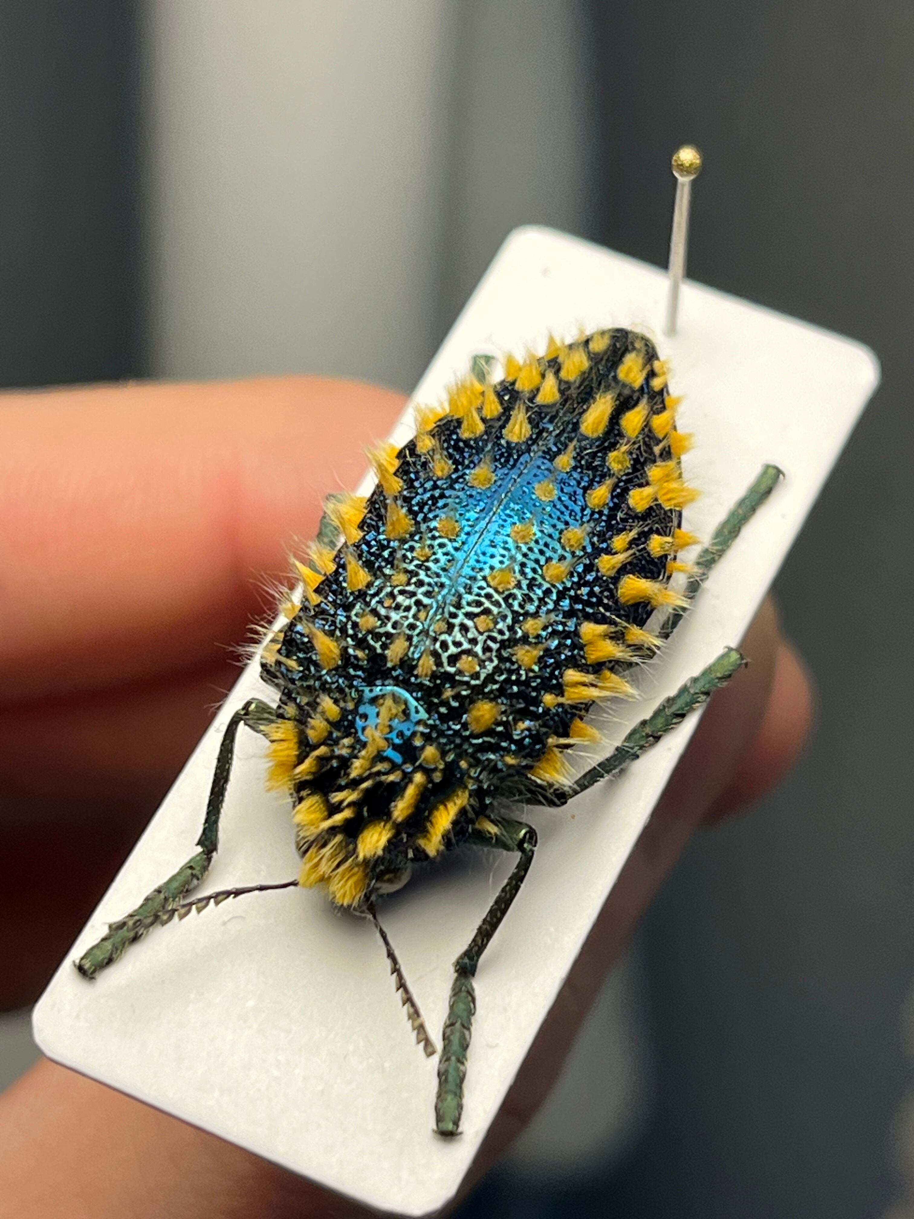 8mm】シンジュアシナガコガネ 標本 ブルースカラベ プラチナコガネ