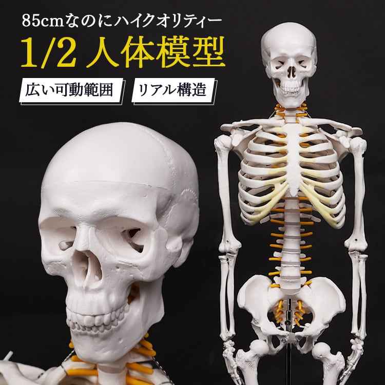 人体模型 約85cm 詳細骨格 1/2 Amazon.co.jp: ottostyle.jp 人体骨格模型