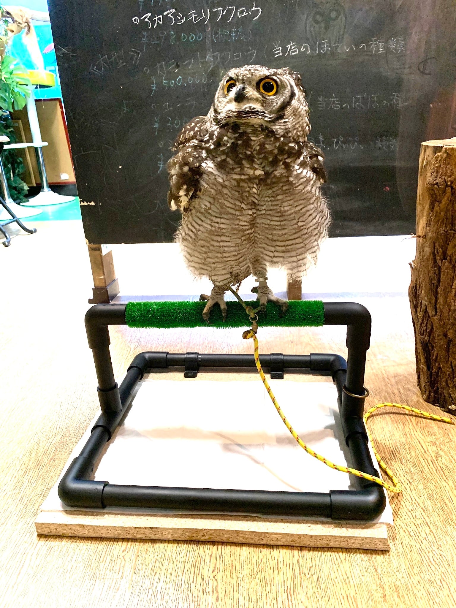 NEW猛禽MSパーチファルコンブロック（屋内用） グリーン 分離型