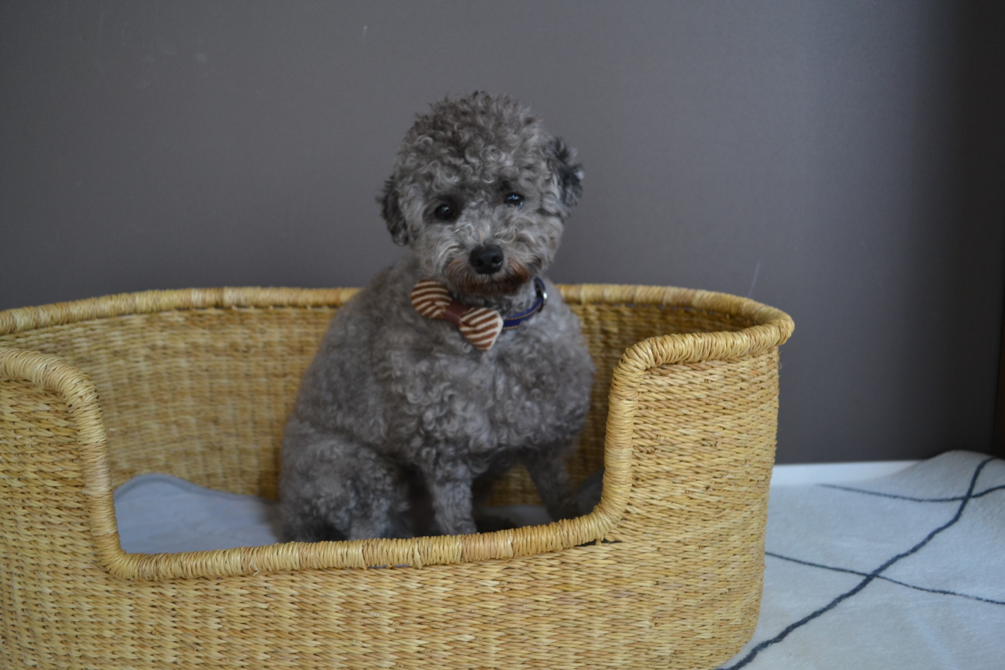 ペットベッド、ボルガバスケット、Mサイズ アウトレット 価格