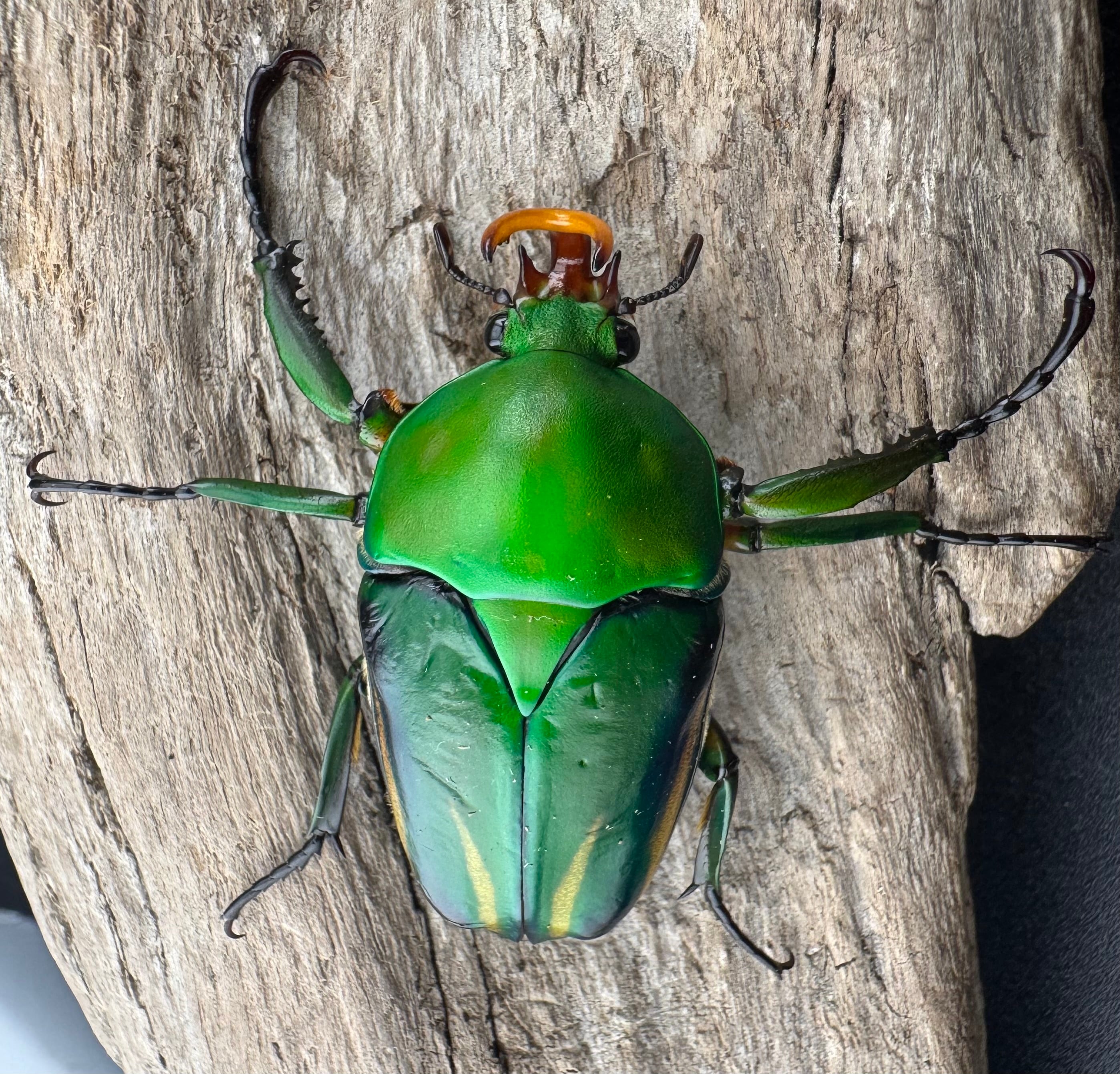 シュルツサスマタカナブン（モルガンサスマタカナブン）Free