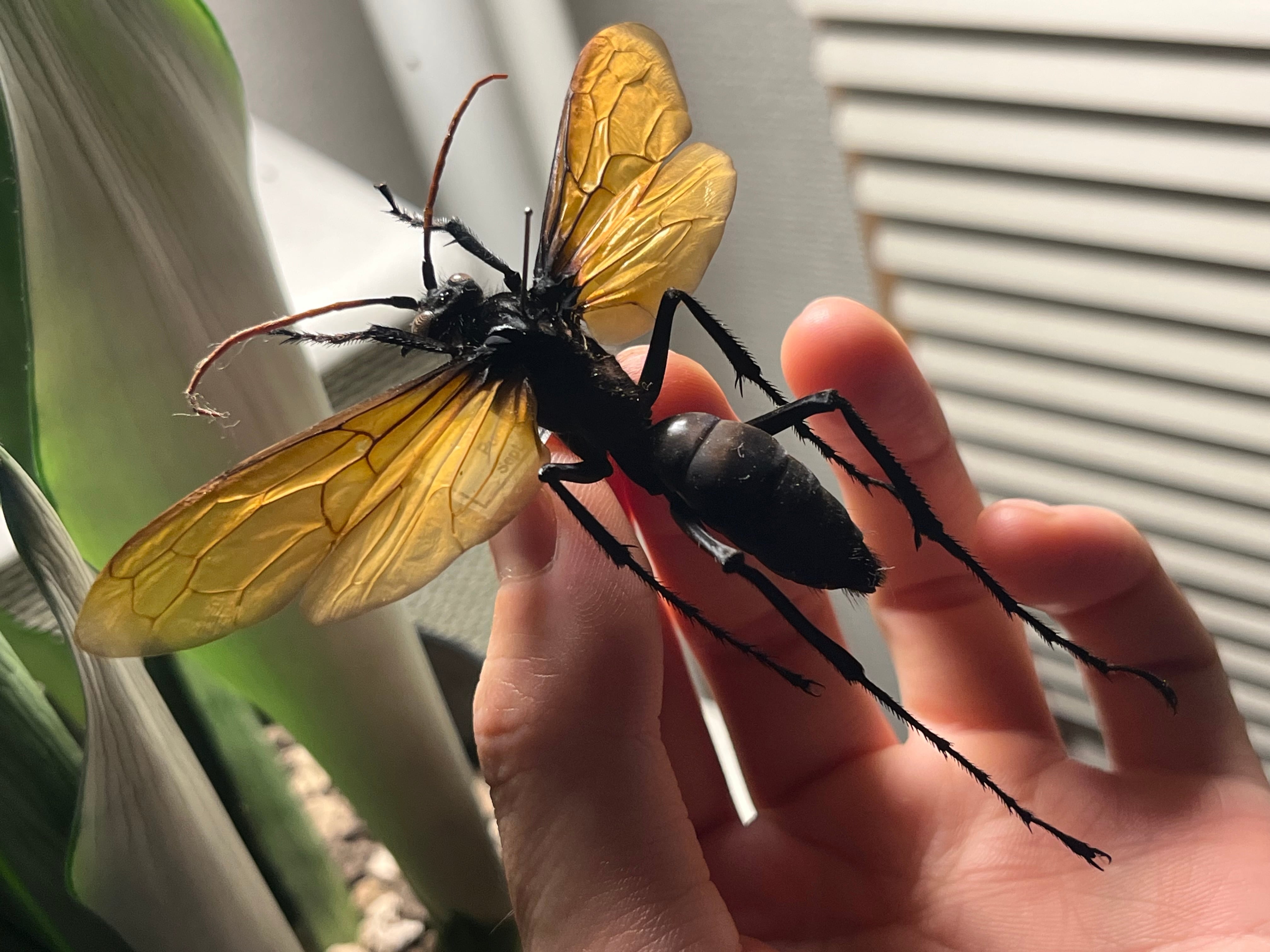 50mm程】タランチュラホーク バードイータームカデサソリクモハチ蜂