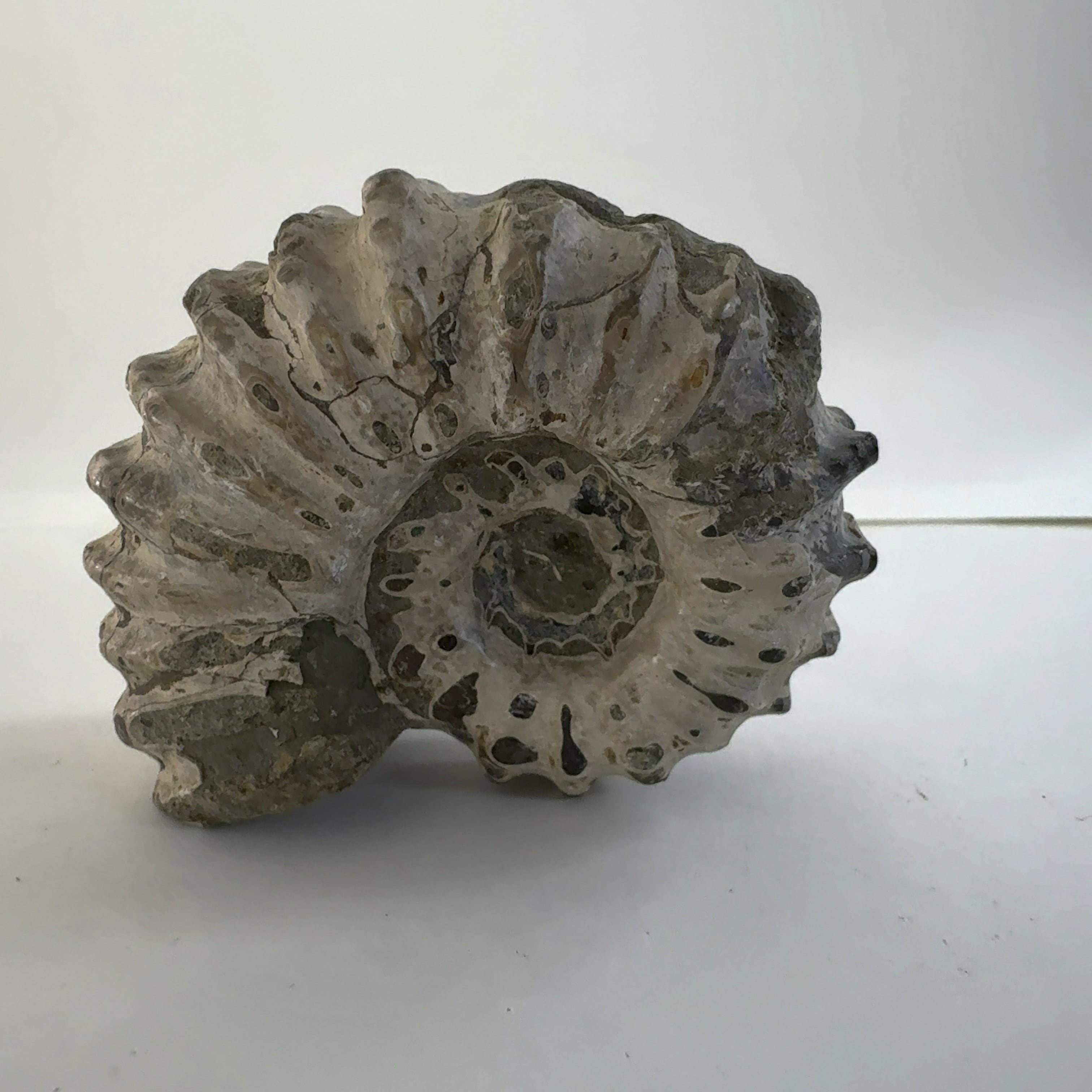 アンモナイト化石 (307) アンモナイト化石 (307)