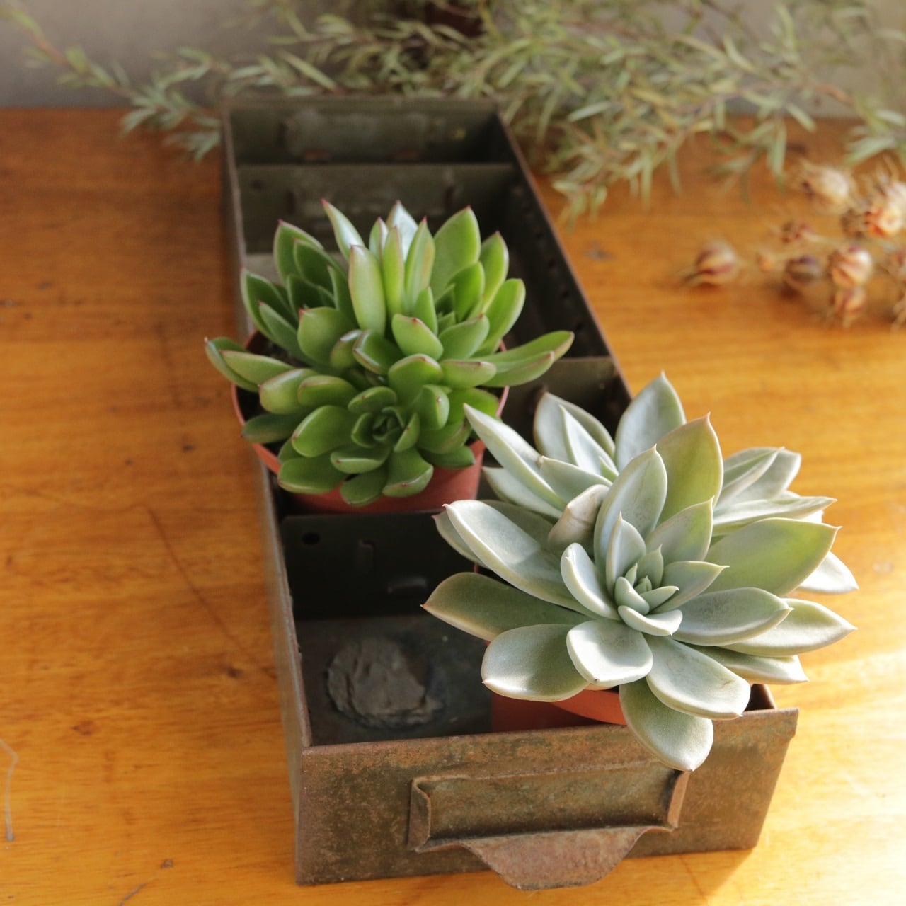 ビンテージ アイアンボックス | 直香園芸（ナオカエンゲイ）オンライン