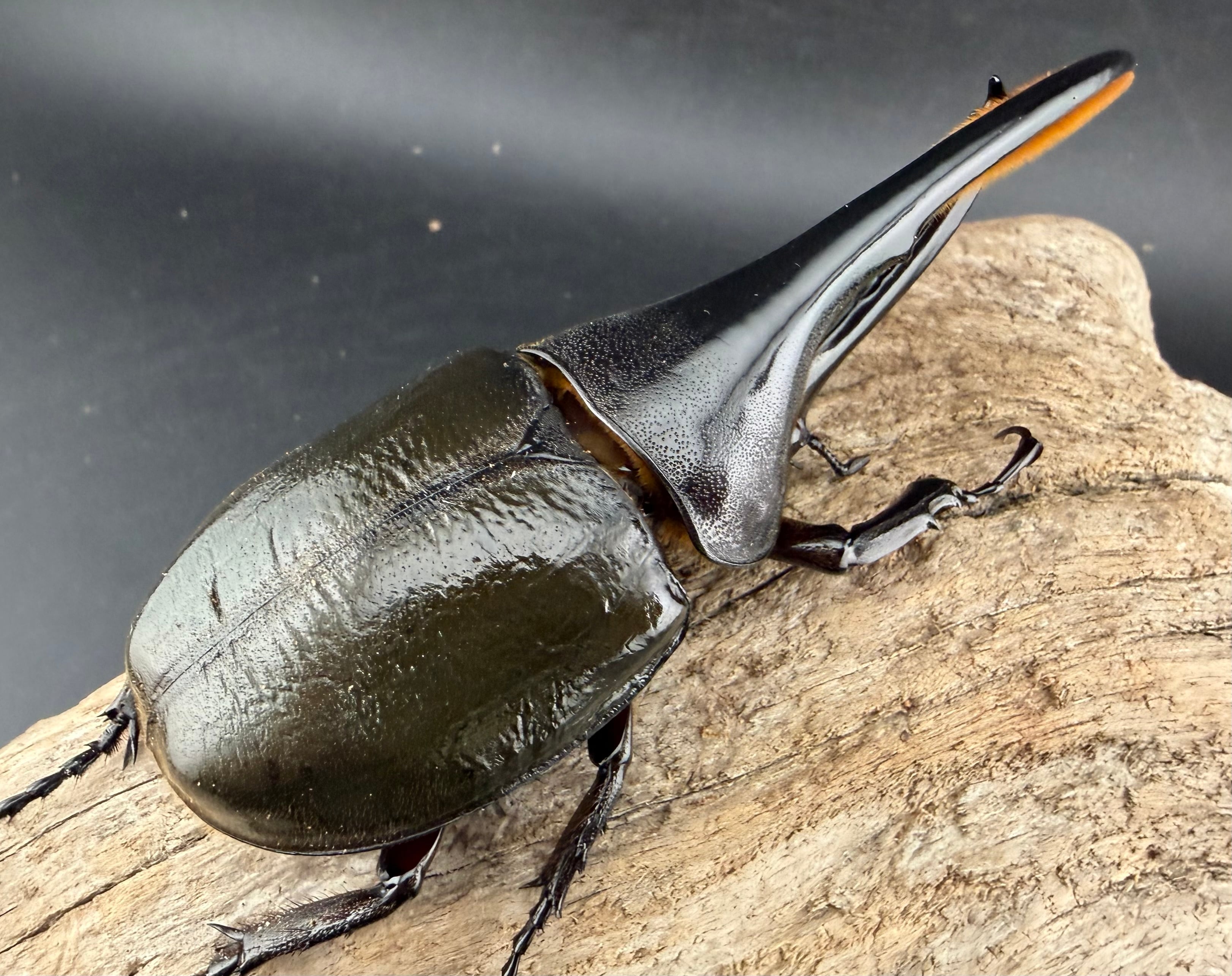 ヘラクレス・モリシマイ 107.5mm ペア》 | KPW公式オンラインショップ