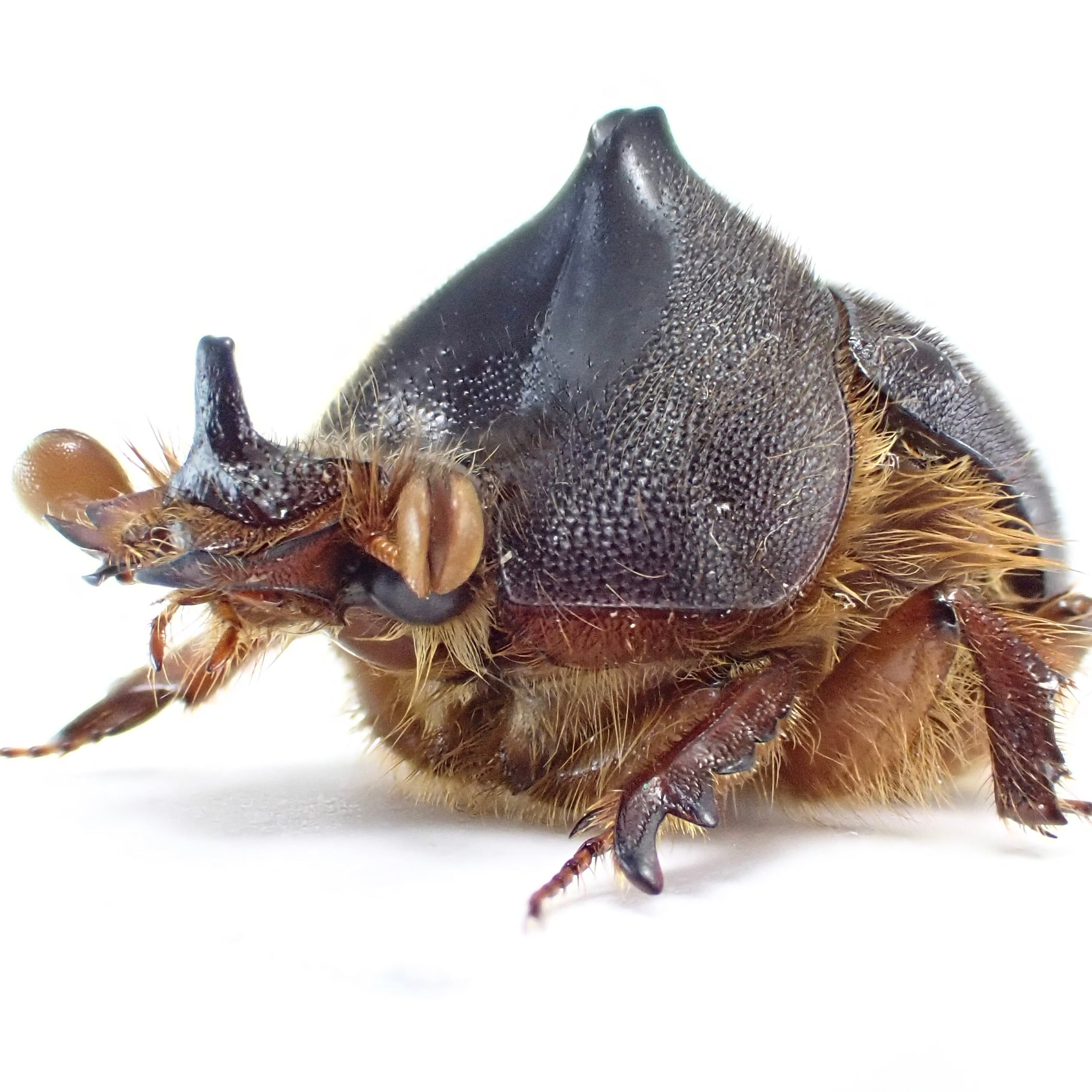 アシナガコガネ 標本 大量 アシナガコガネ 標本 大量 アシナガコガネ