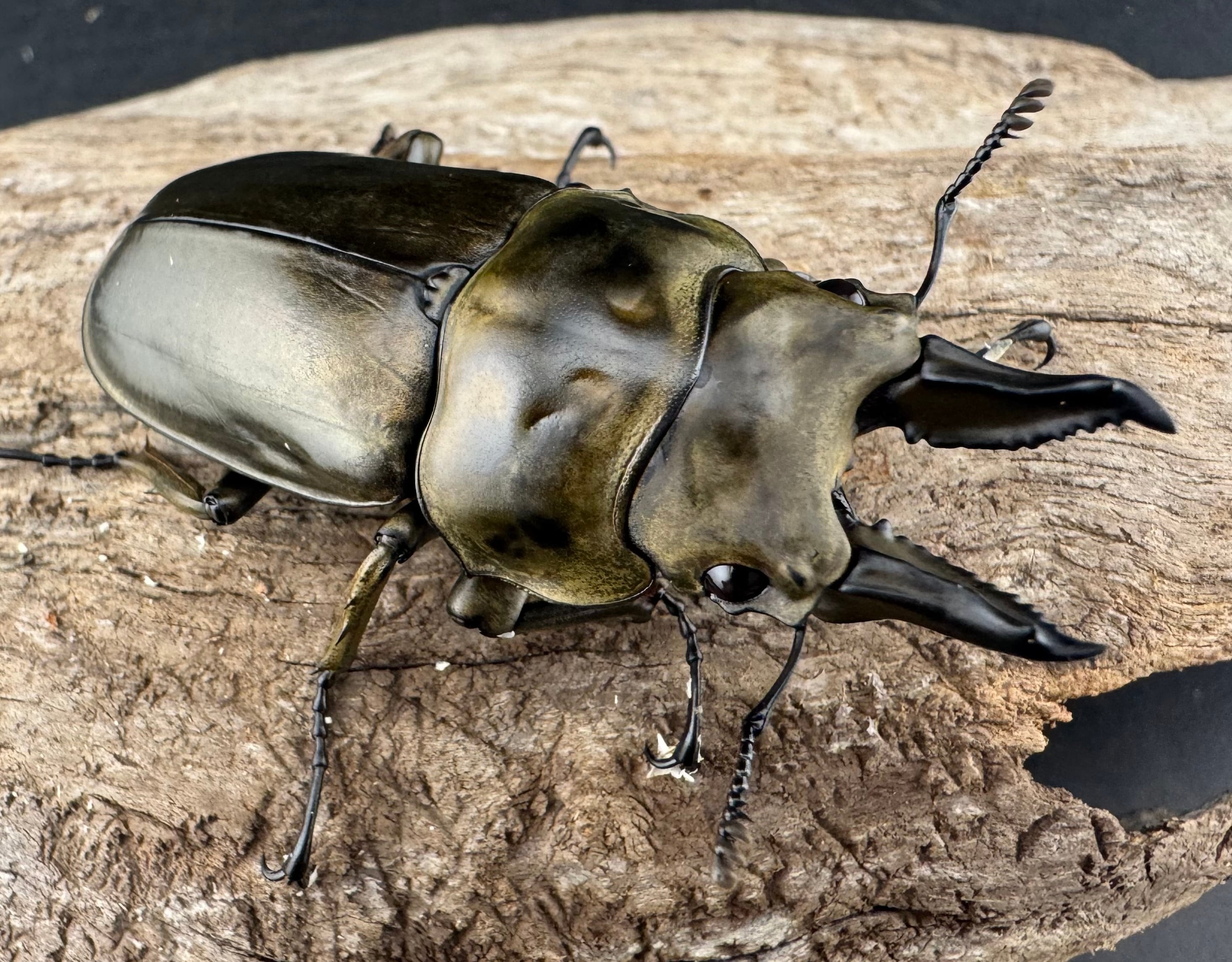 ローゼンベルグオウゴンオニクワガタ 58mm ♂単》 | KPW公式オンライン