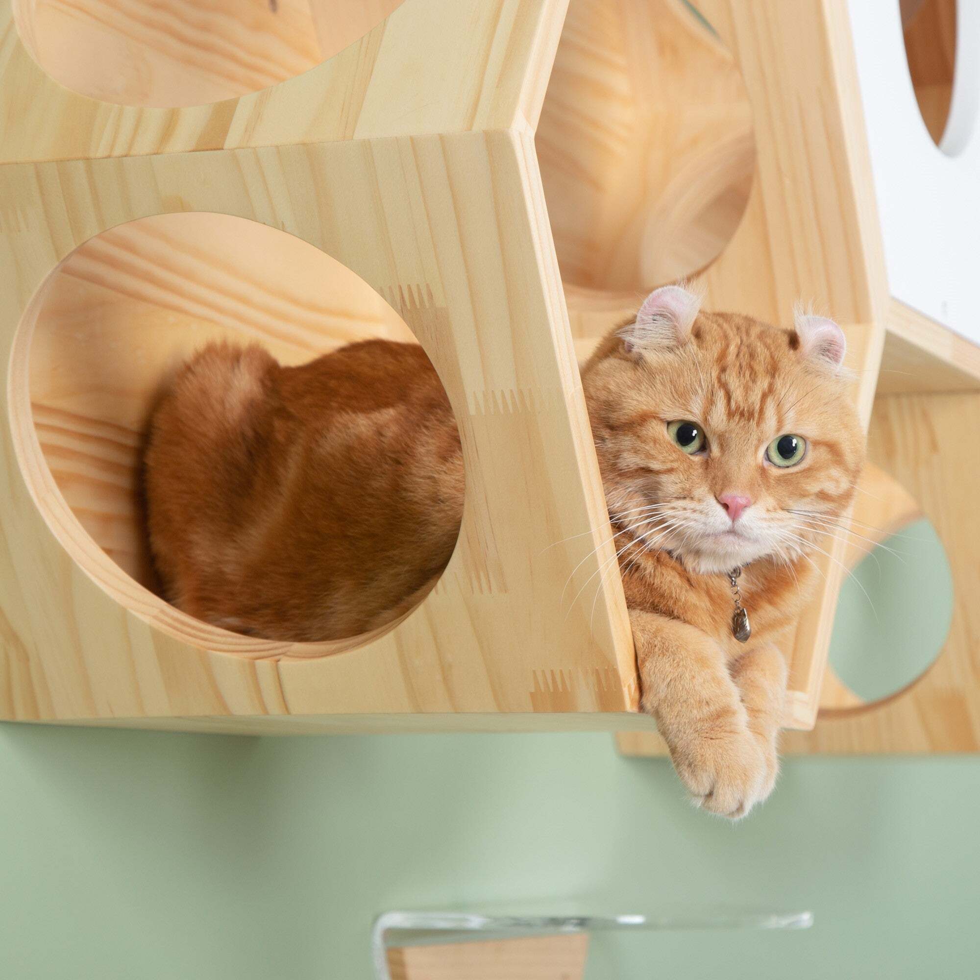 六角ハウスBusyCat(キャットステップ)-MYZOO【nekokobo select】 | 猫