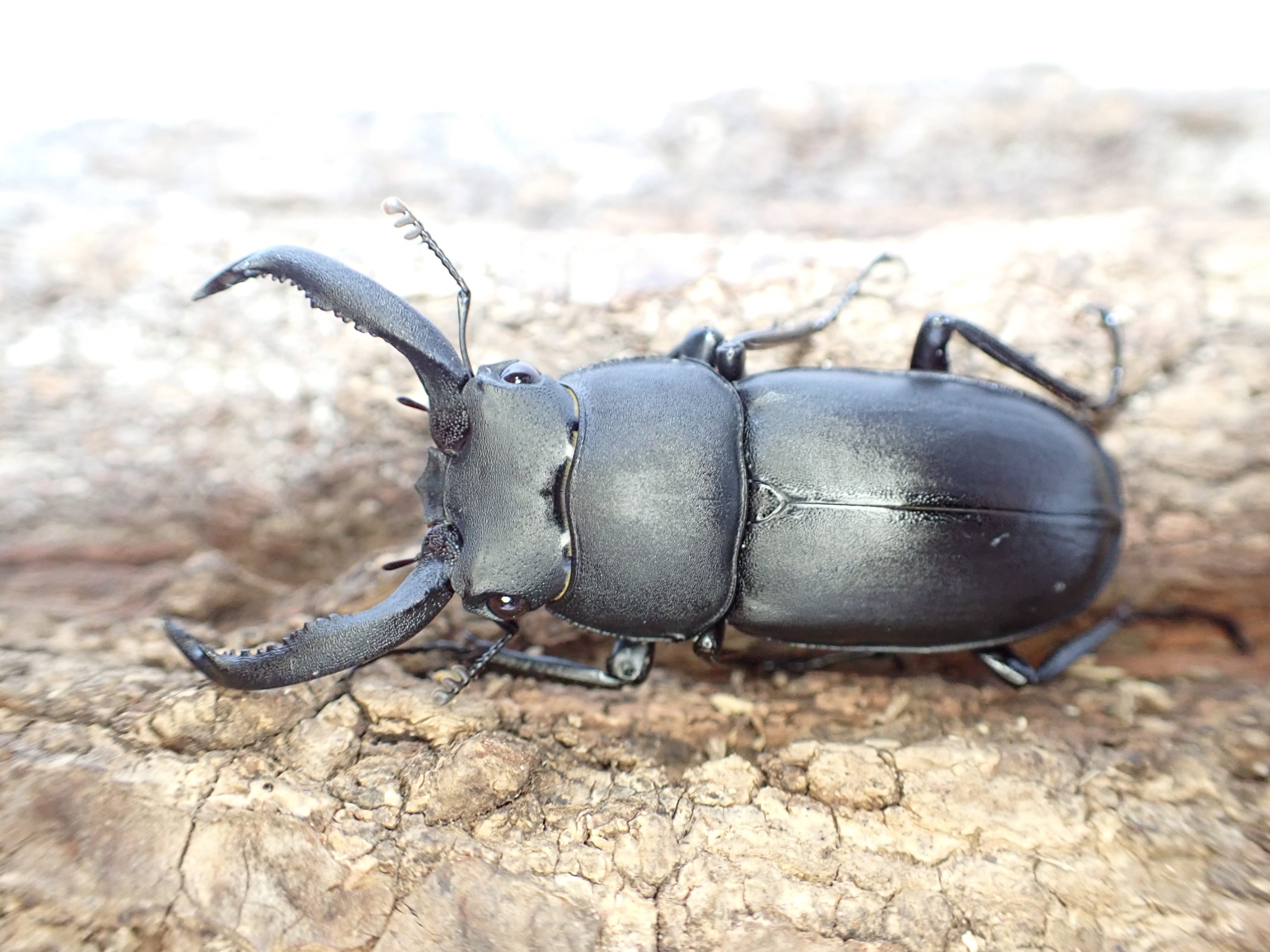 エレファスゾウカブト♂117mm 標本 エレファスゾウカブトの標本 写真