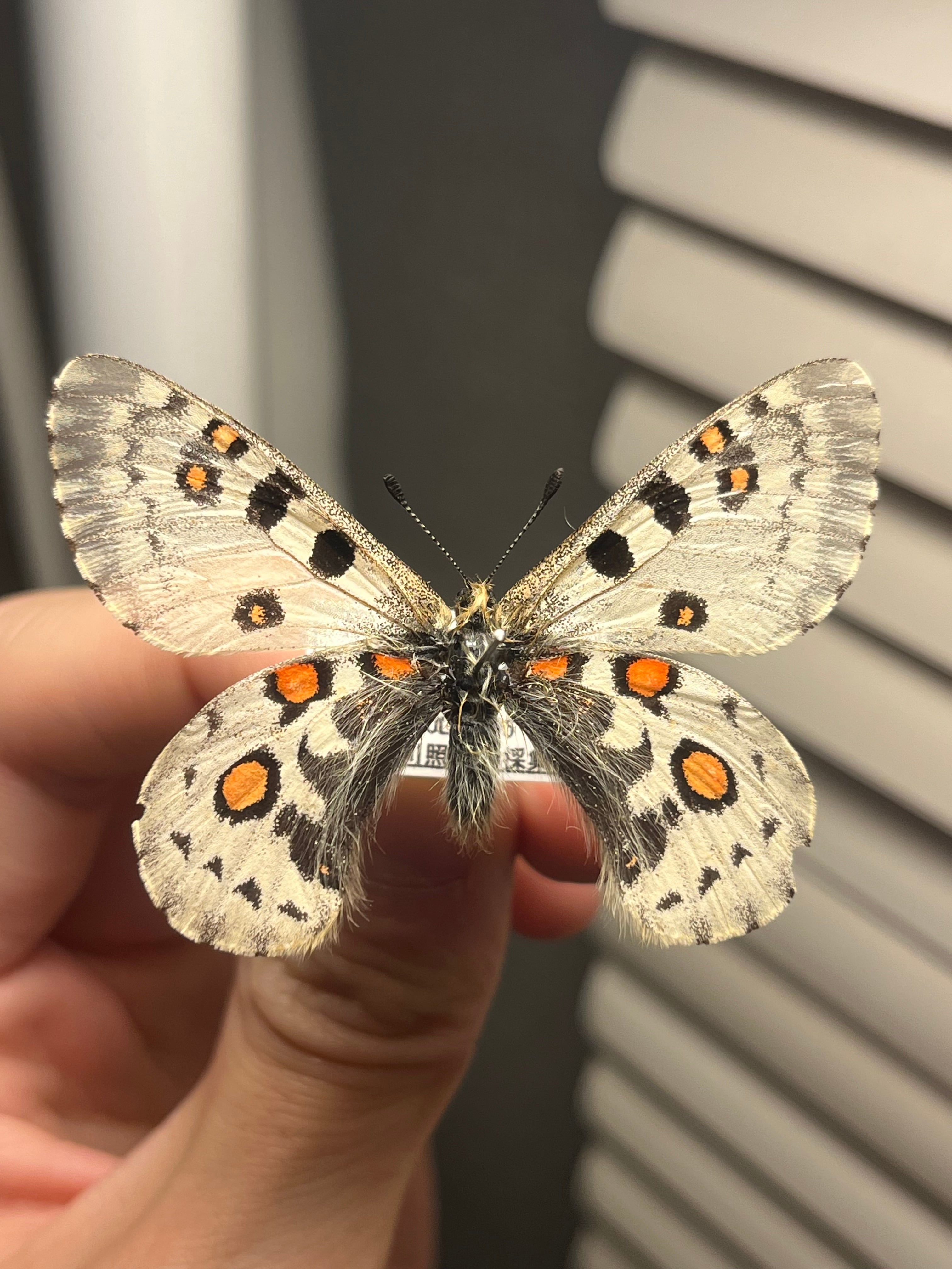 属内最高峰ルリモンスカシジャノメ アンドロメダスカシジャノメ 標本