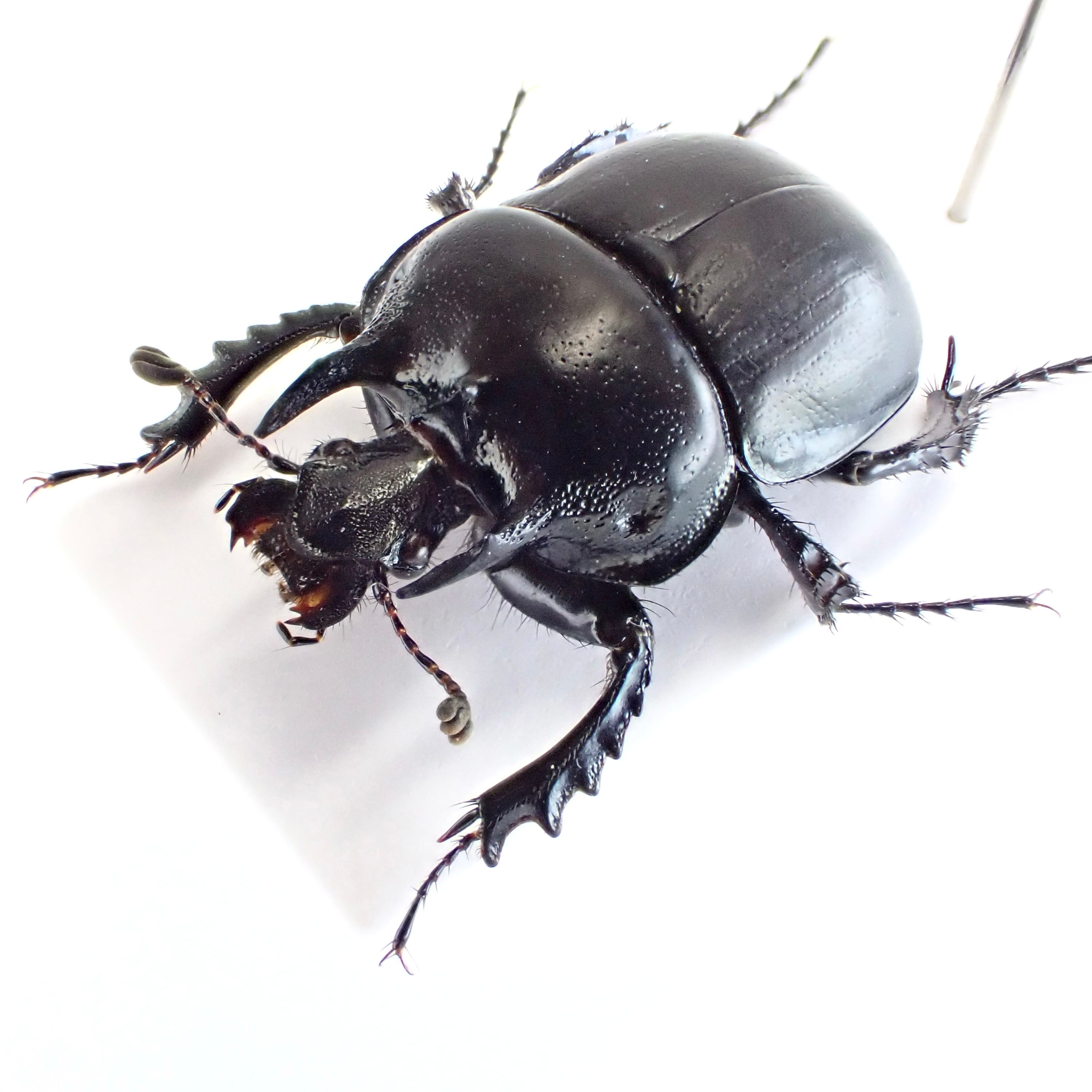 アンゴラ産 キャンサータマオシコガネ 46mm アンゴラ産 キャンサー