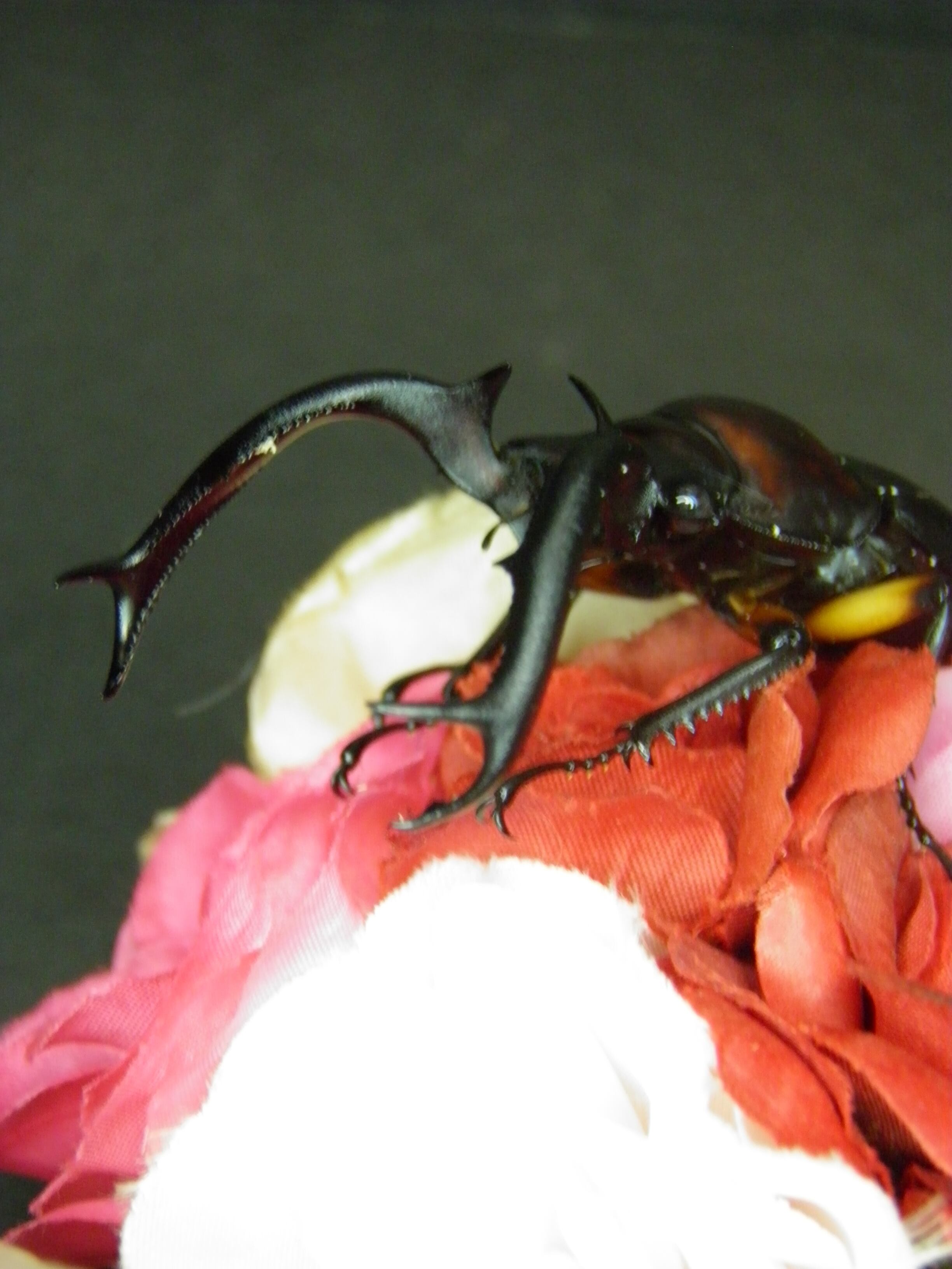 ディディエールシカクワガタ オス単 ♂73mm 後食開始済【乙女