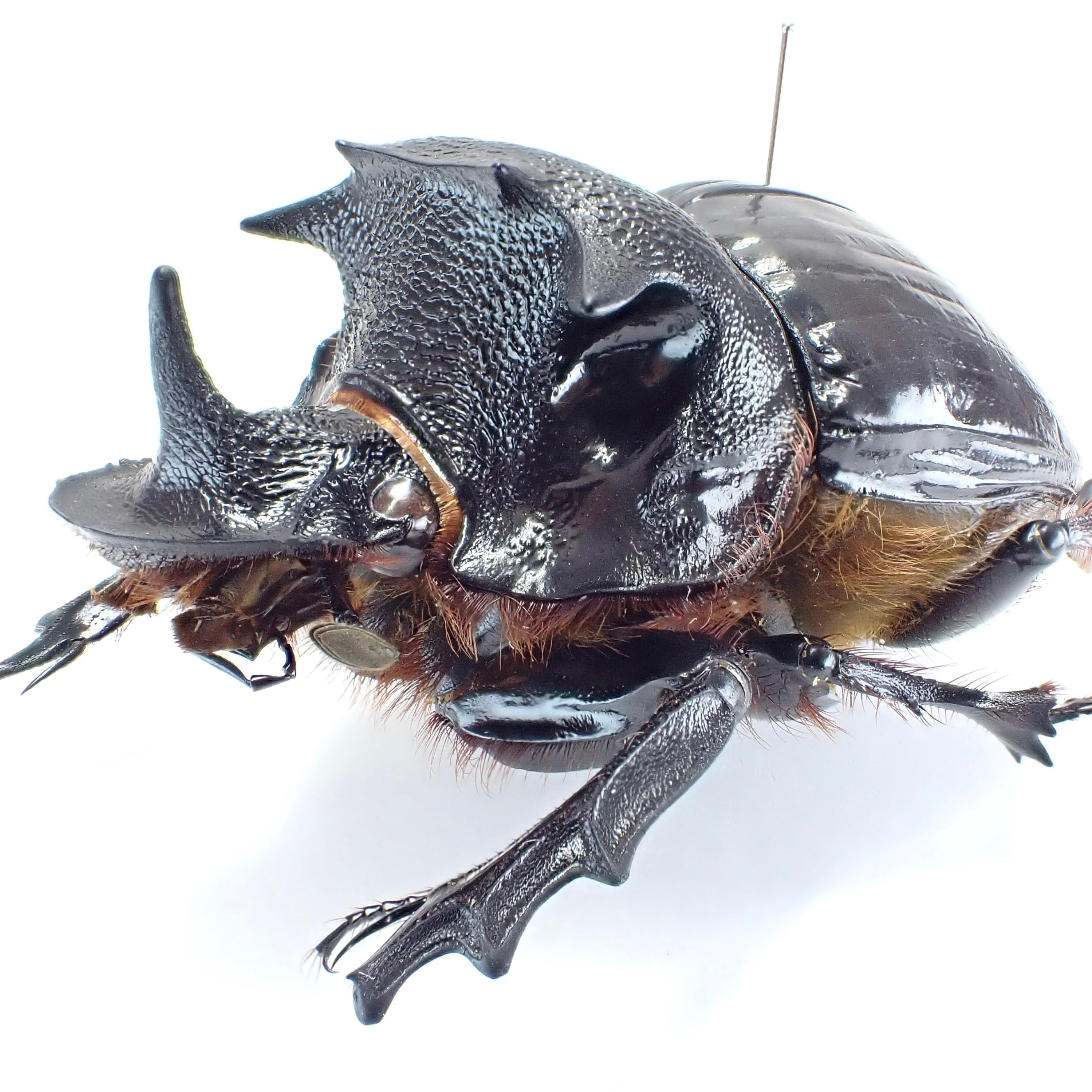 ダイコクコガネ 26mm ♂︎︎ ♀♀ 標本 大型 札幌発】ダイコクコガネ