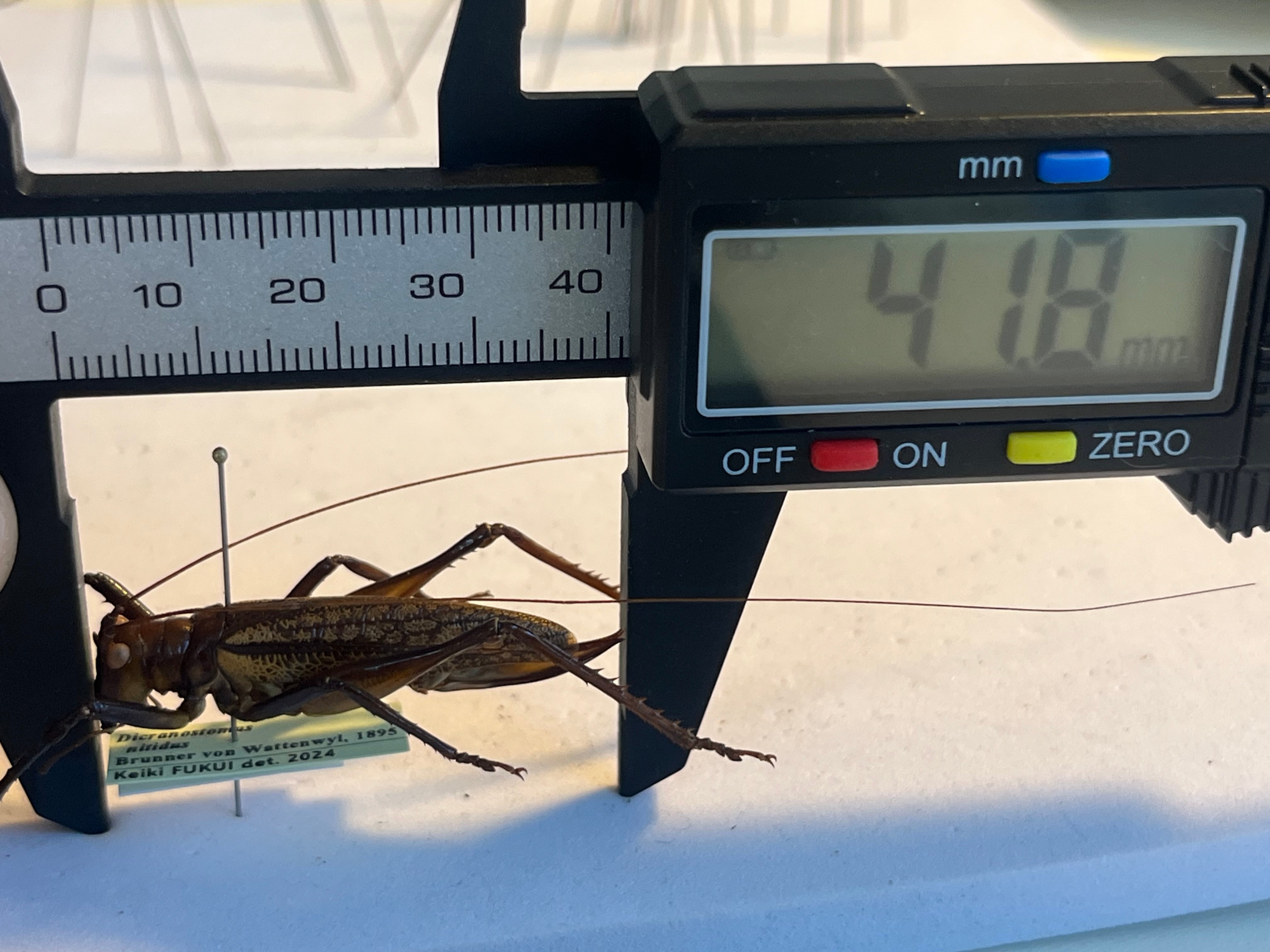 極美展足】クワガタキリギリス 化け物キリギリス 昆虫標本 ウェタ