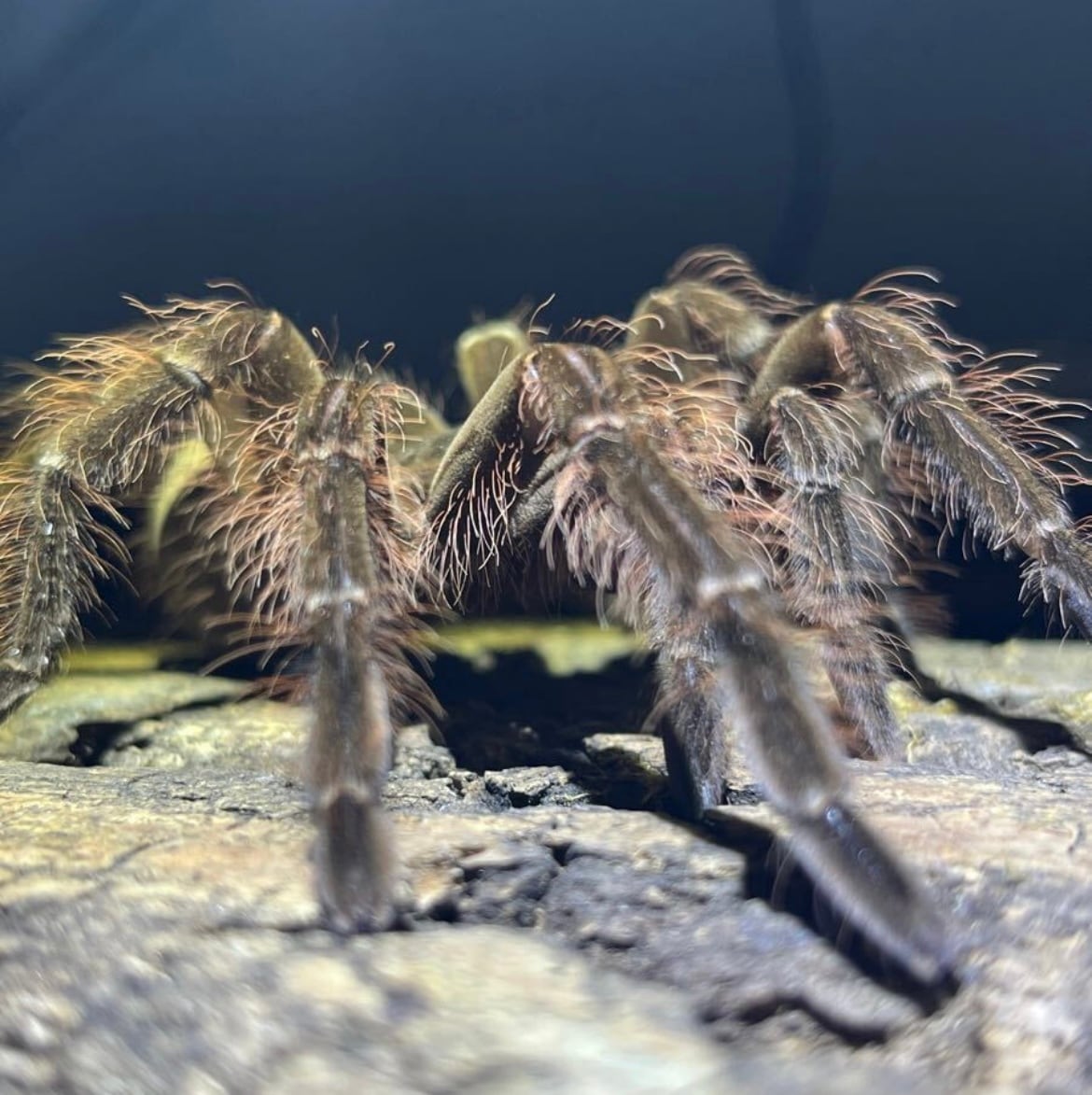 ギネス】ゴライアスバードイータータランチュラ ルブロンオオツチグモ