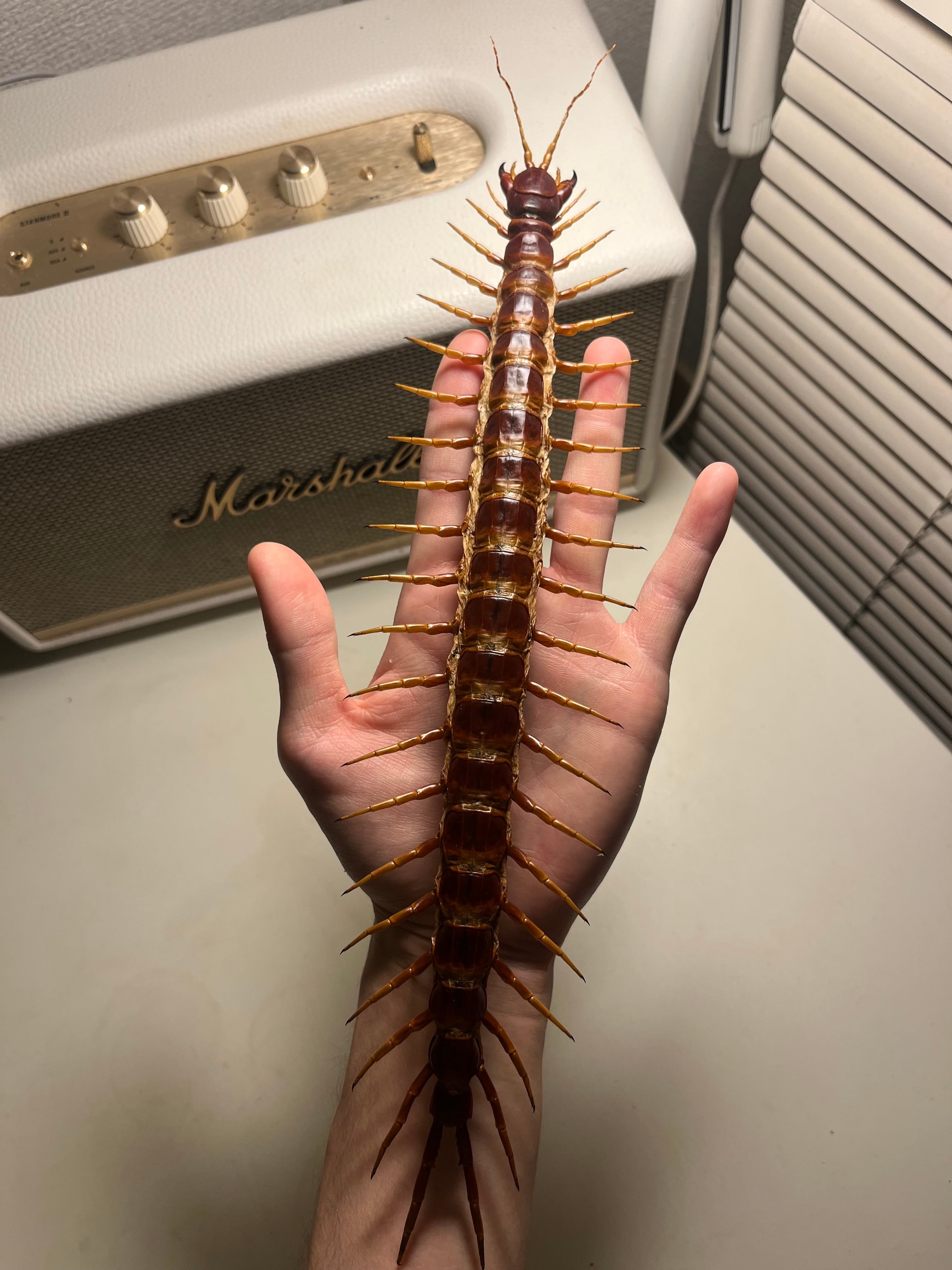 蜈蚣最高峰】ベネズエラブラックジャイアントセンチピード 全長25cm程