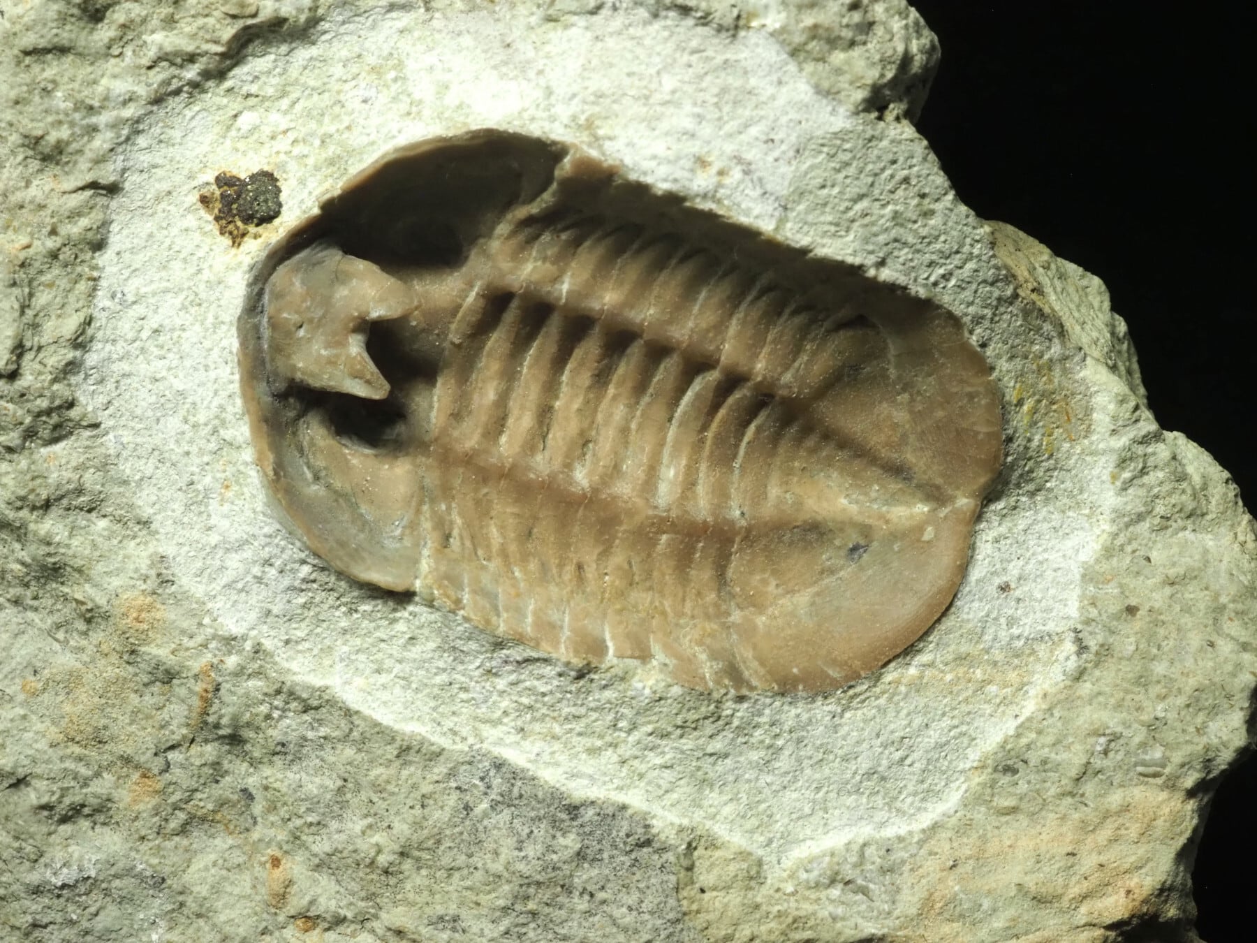 三葉虫 化石 fossil 海 ボリビア産 trilobite 海生動物判別⑬ 【公式通販】