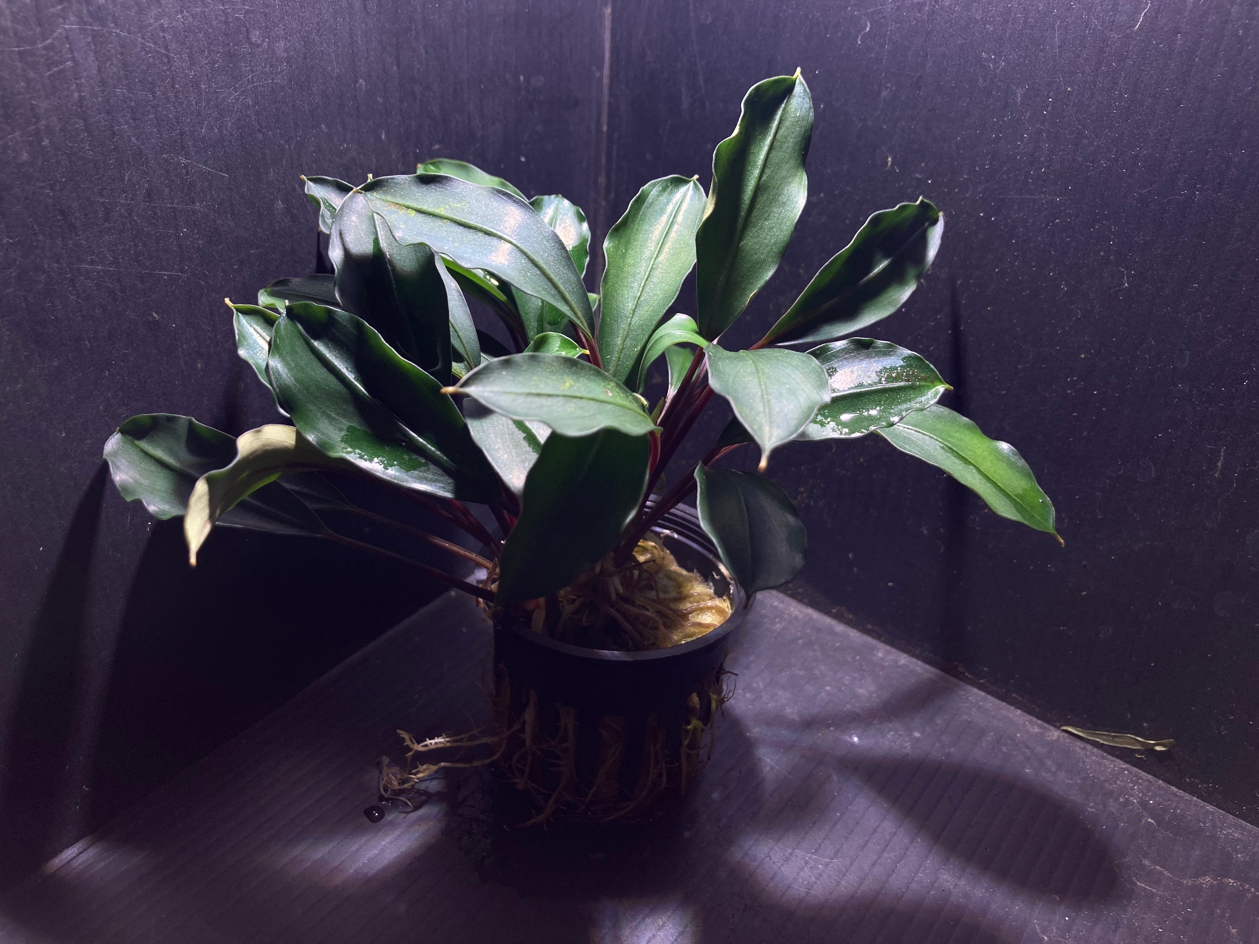 ブセファランドラ sp. 