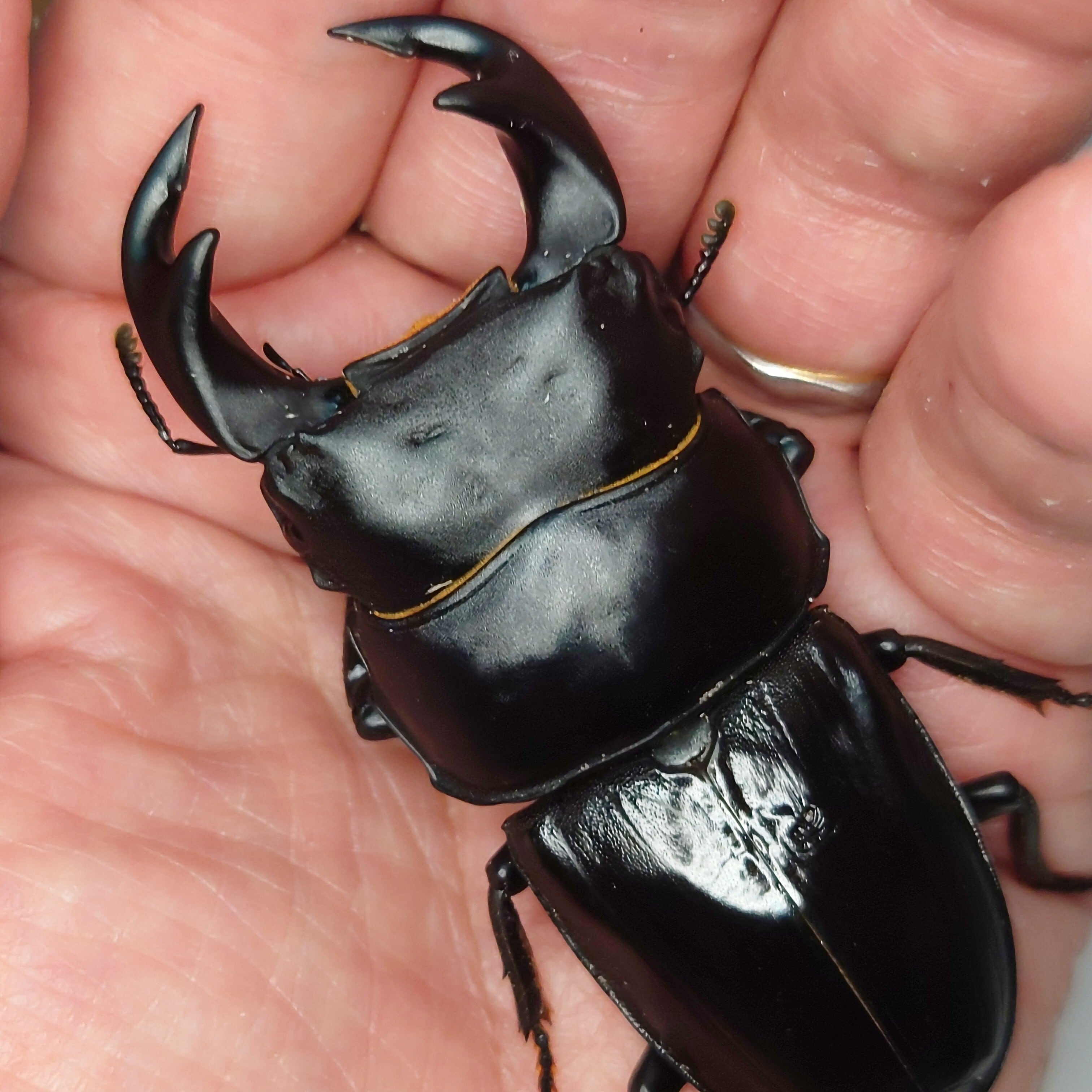 ブリード応援企画 〈即ブリ〉爆神王 ラスト【短歯顎太 大型血統】 台湾