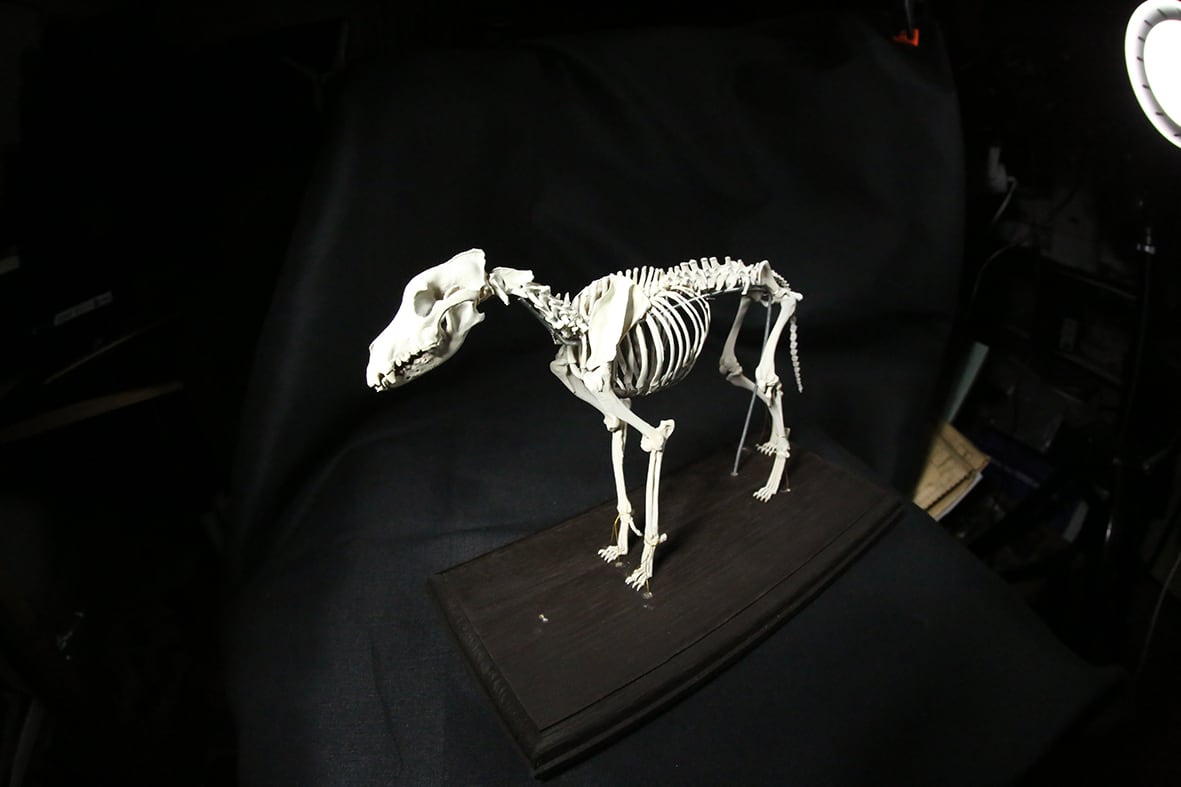 動かないタイプ】イヌの全身骨格レプリカ | アンフィ合同会社