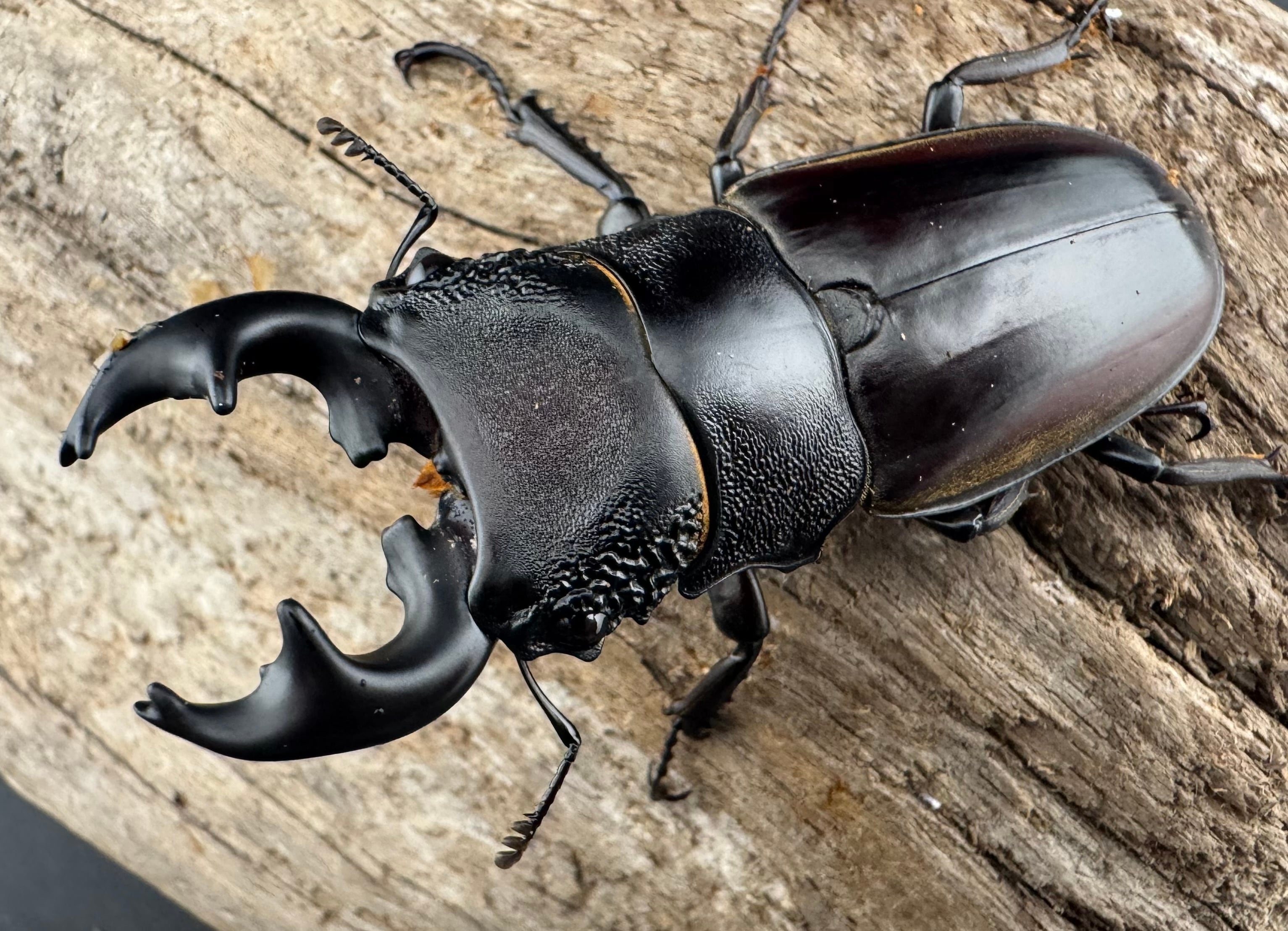 ヘラクレス リッキー ♂野外標本 ヘラクレス リッキー ♂野外標本