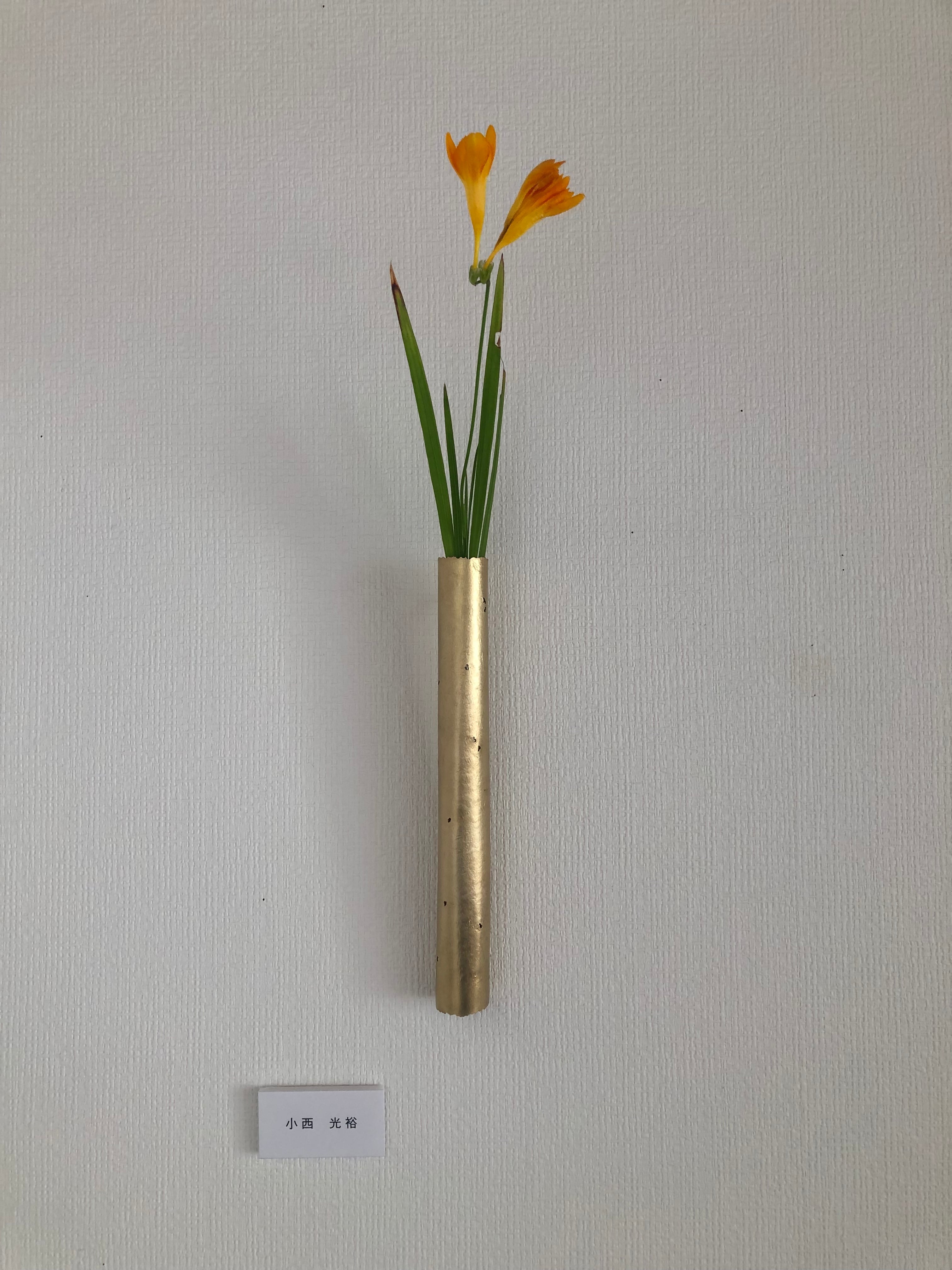 蓮葉 皿 池田寛子 【公式通販】