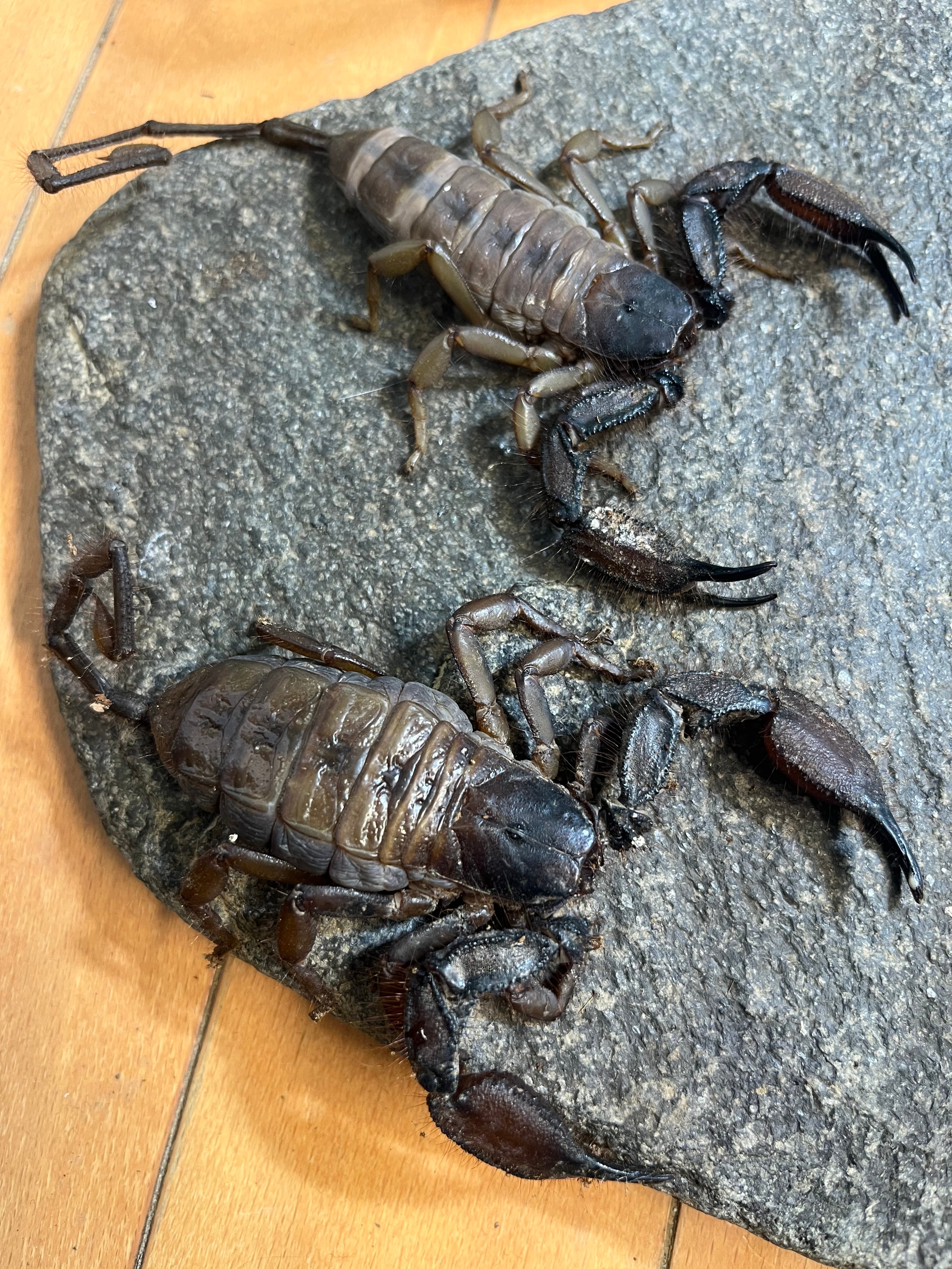 角蝉最大種】Hemikyptha marginata ツノゼミ セミ ホタ標本 樹脂標本